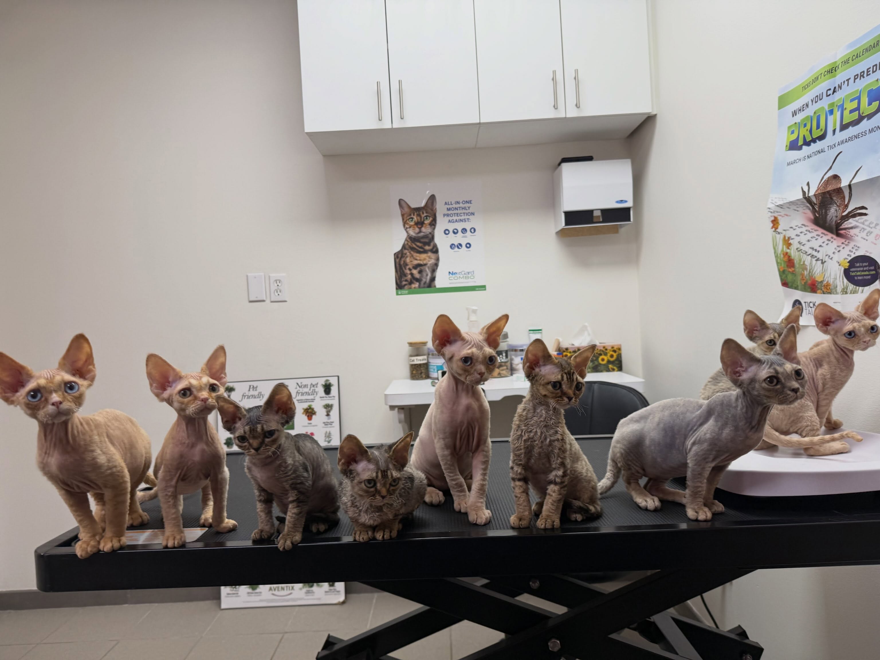 That moment when you need your sister to just stop talking (check the second photo). Do you know how tough it is to convince nine kittens to look at the camera at the same time? 😂 we tried getting a wide angle group shot at vaccines and vet checks today! #devonrex #devonrexkitten #devonsofinstagram #devonrexcanada