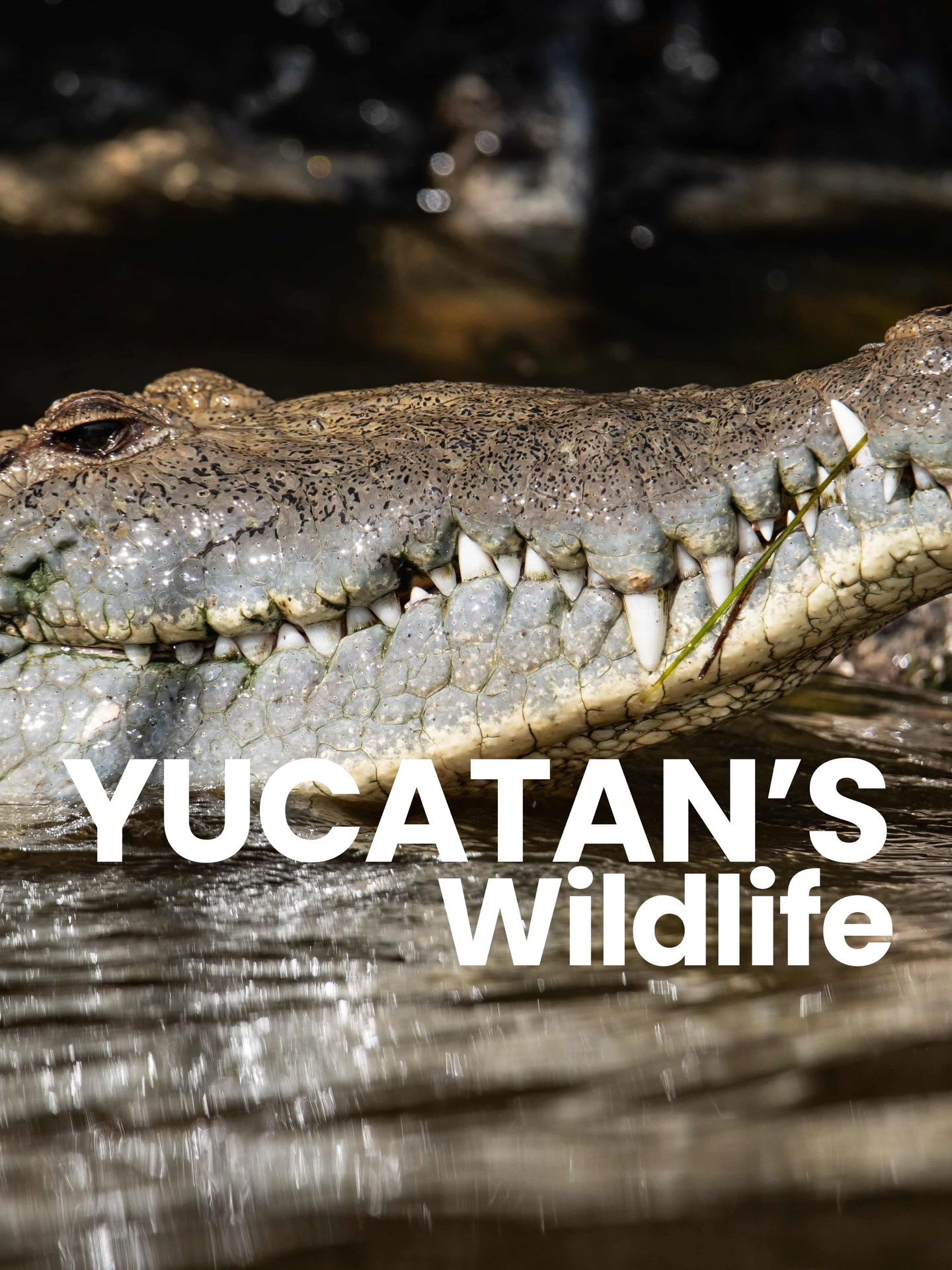 One of the best things about exploring Yucatán is that you never know what wildlife you’ll find next 🌿✨
A toucan in the trees, a curious coati crossing the path, flamingos in the distance, or even monkeys swinging through the jungle canopy 🐒🦩🦜
This region isn’t just rich in history and culture. It’s home to some of Mexico’s most incredible wildlife.
Keep your eyes open… nature always has a surprise waiting 💚