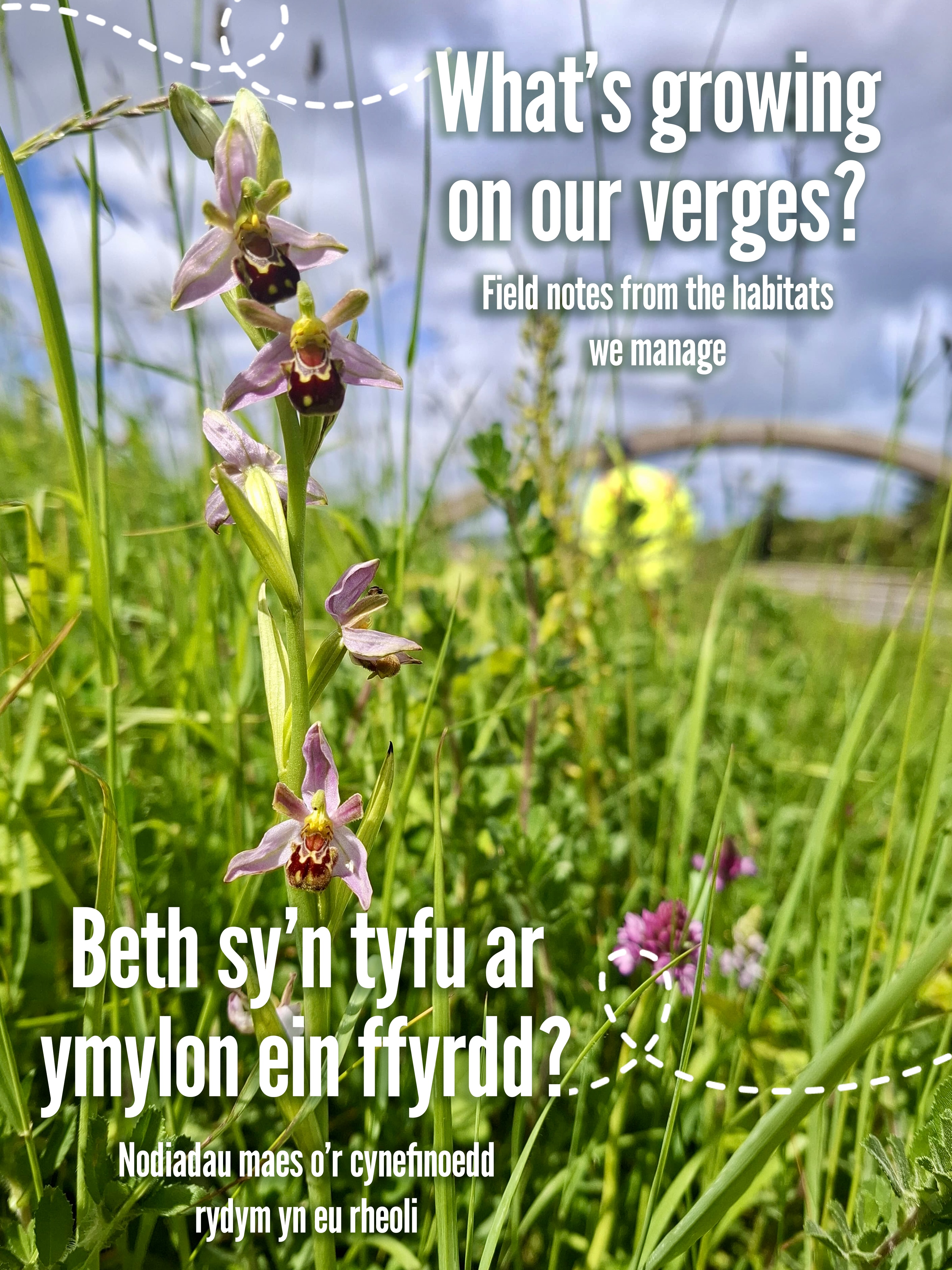 βοΈ Wildflower field notes from our recent surveys across Conwy and the surrounding area πΏ
Species-rich verges and grasslands are home to an incredible diversity of plants, each playing their own role in supporting healthy ecosystems. Through years of sensitive management, many of the sites we maintain have developed into valuable habitats, providing resources for pollinators and supporting an impressive range of flora πΈπ
Here are just a few of the species recorded during a recent survey… (details in caption)
Wildflowers | Species-rich grasslands | Roadside verges | Habitat management | Biodiversity | Pollinators | Ecosystem resilience | Native flora | Orchids | Soil fungi | Nature recovery | Conservation grazing | Grassland restoration | Wildlife corridors | North Wales
#NatureRecovery #HabitatManagement #Biodiversity #Wildflowers #NorthWales