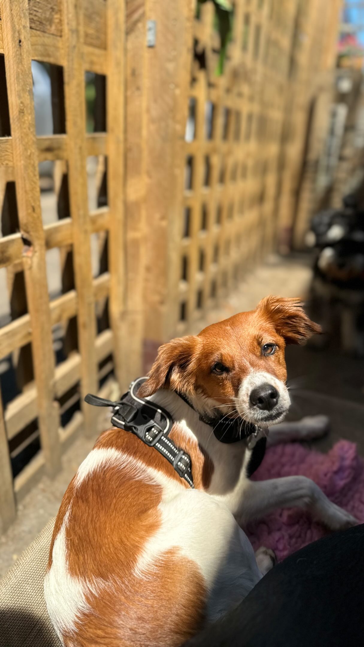 Gus and Tallulah have been besties since they first met 🥲✨ Their favourite thing to do together is hanging out in the sunshine ☀️
#doglove
#sunnylondon
#dogfriendship
#dogdaycare
#pawsandpause