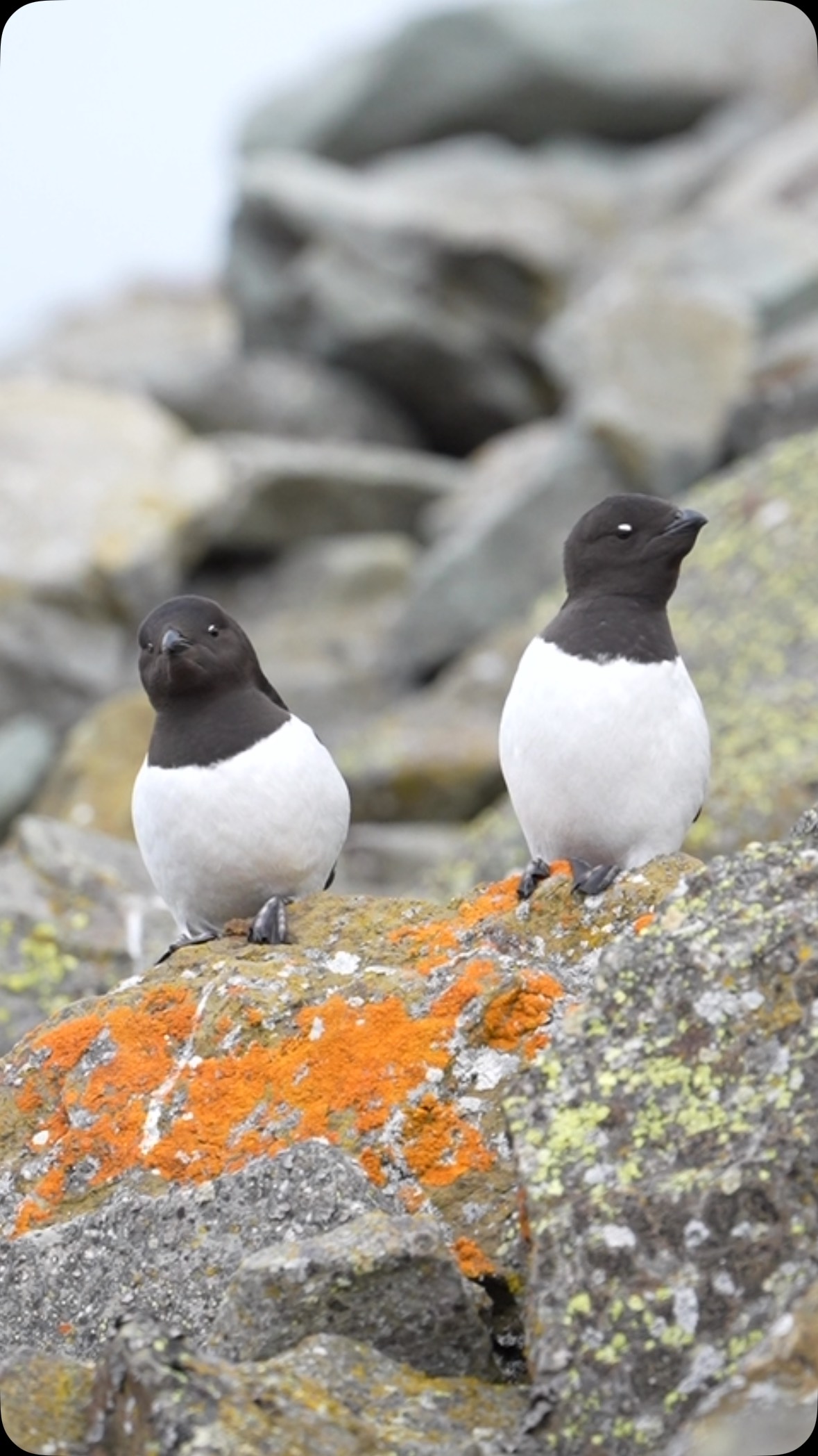These little auks are easily among guestsā favourites on my Arctic photo tour. Even smaller than puffins, packed with double the personality, this sleepy pair spent much of the morning dozing and shaking themselves off.
Shot on Sony A7V with 200-600mm