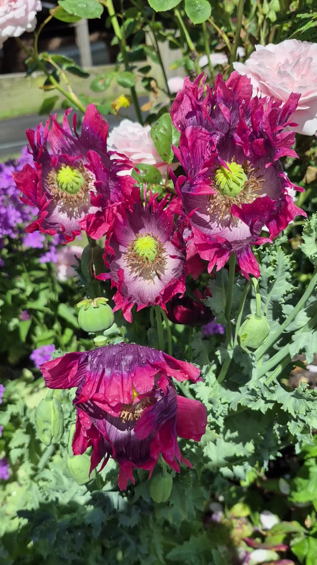 When the flowers begin to dance to the sounds of the farm 🌸