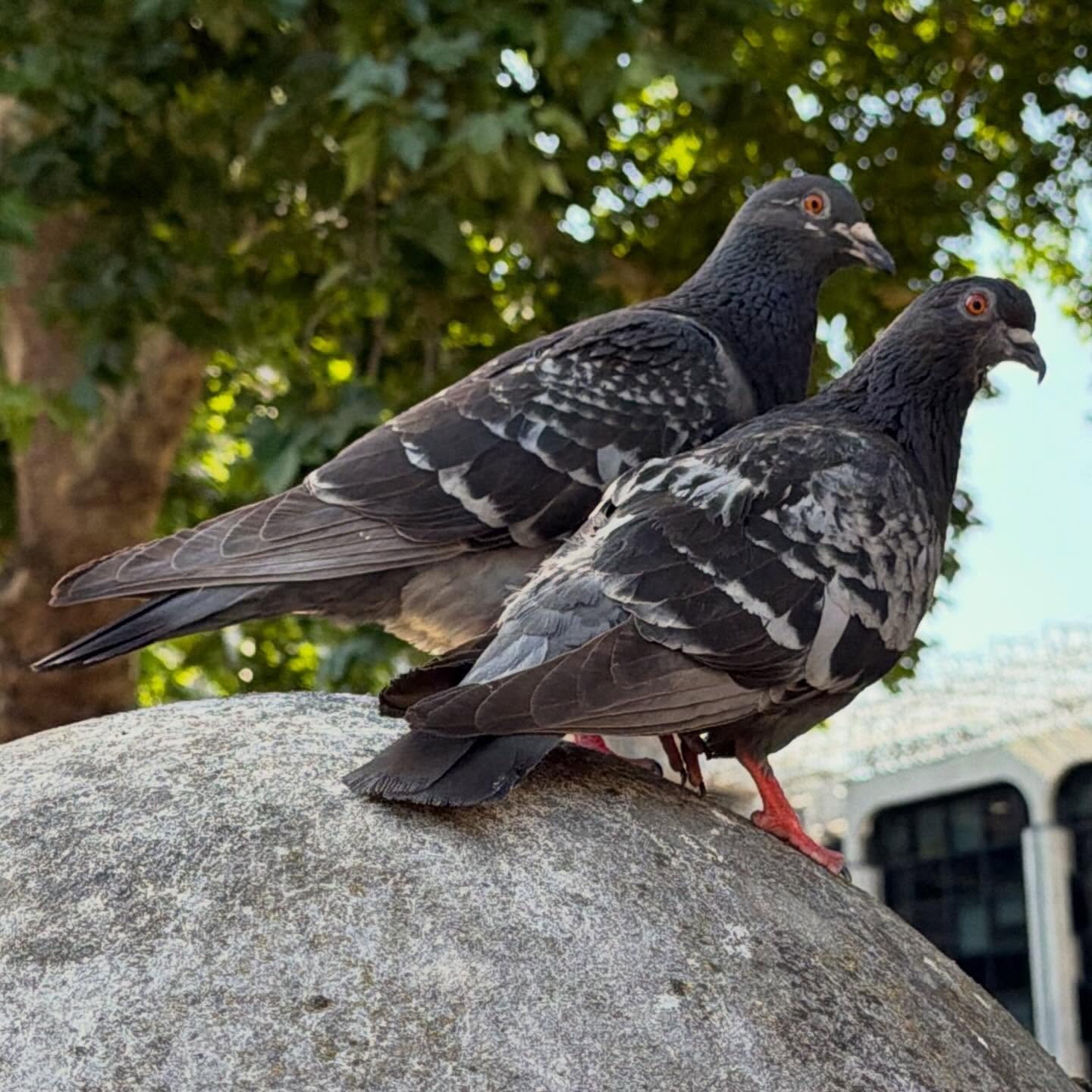 Wild pigeons (Columbia livia) can often be found nesting within man-made structures, using them as a substitute for cliffs.
These birds are often considered pests, with action being taken to lower their numbers. However, wild pigeons are descendants of escaped domesticated pigeons and rock doves, animals which helped us for possibly 5,000 years as homing pigeons, carrier pigeons, and even pets!
#pigeon #rockdoves #birds #naturalhistory #naturephotography