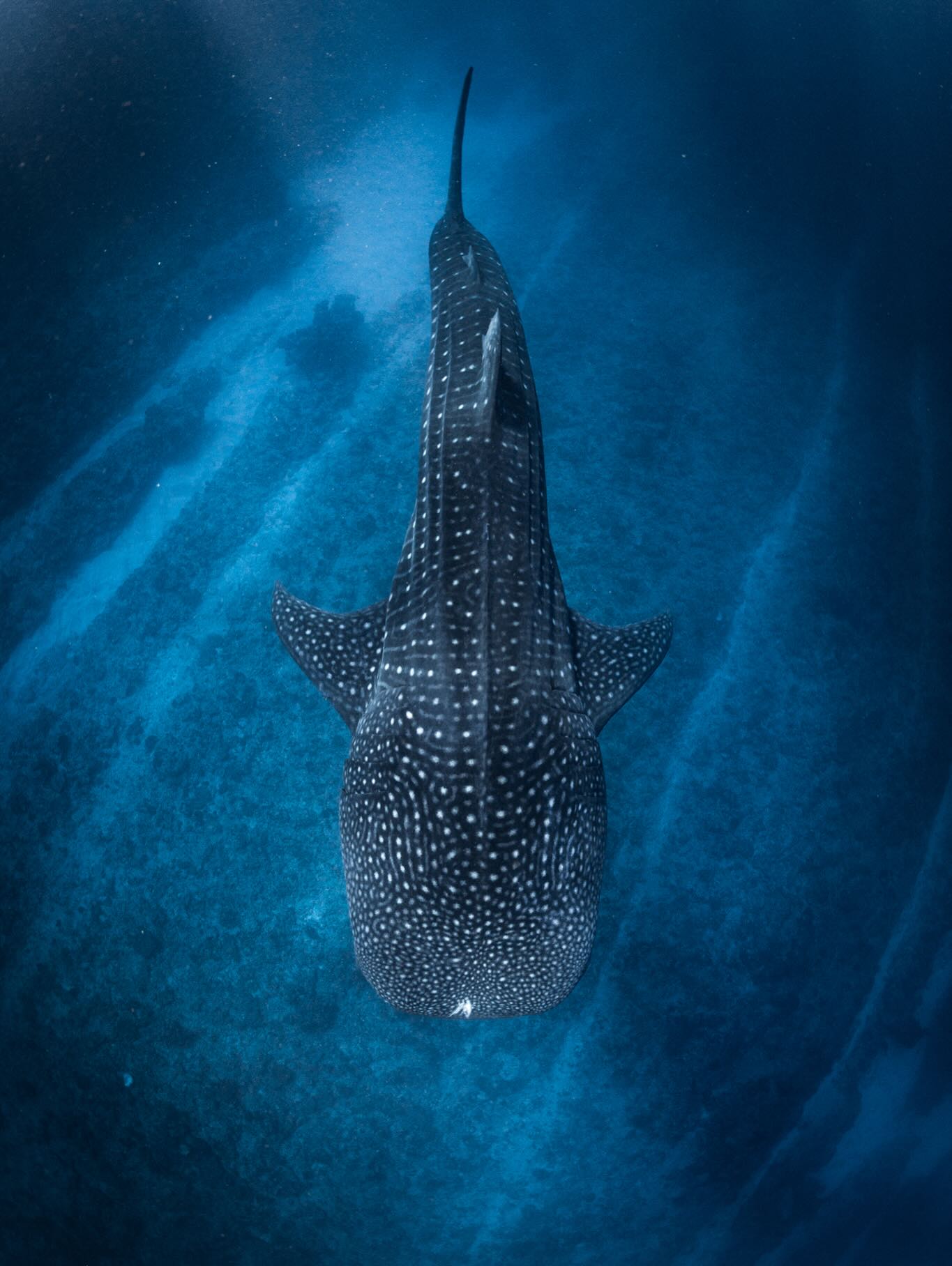 Swimming with a whale shark is like drifting through a living constellation, each pattern tells its own story beneath the sea. 💙✨
A beautiful moment shot by @annalofiphoto
#whalesharks #galaxy #ningalooreef #swimwithwhalesharks #fingerprint