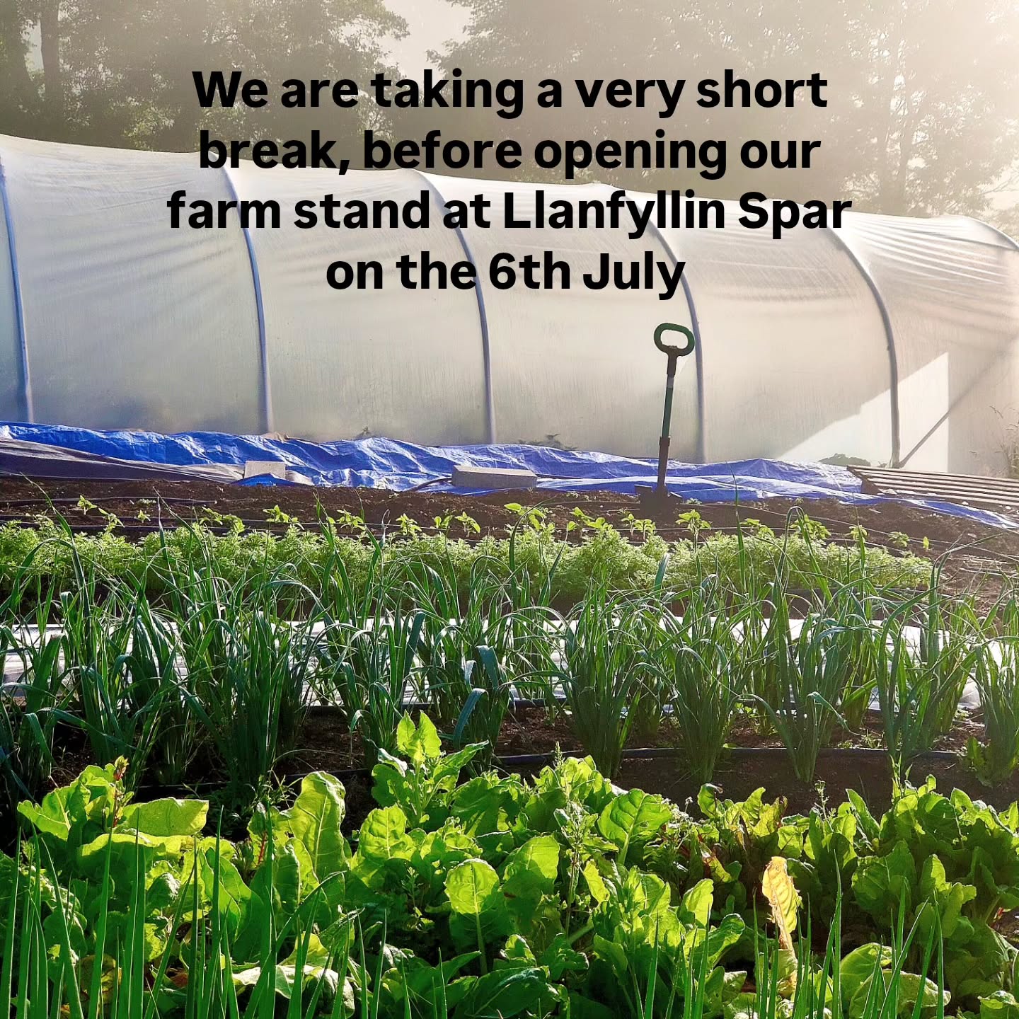We've been selling a few bits and bobs at Llanfyllin Spar over the last few weeks, but now the season is fully kicking in, we are pleased to be installing a mini farm stand within the store from the 6th July with a broader range of produce.
Thanks to all of you who appreciate our veg, and the work and passion that goes into producing it. Often against the odds.
Next week we are taking a well earned break, and look forward to restocking from the 6th. For those of you near Welshpool, we will also be stocking Derwen Farm Shop next month also.
Stay cool folks, and much love for now x