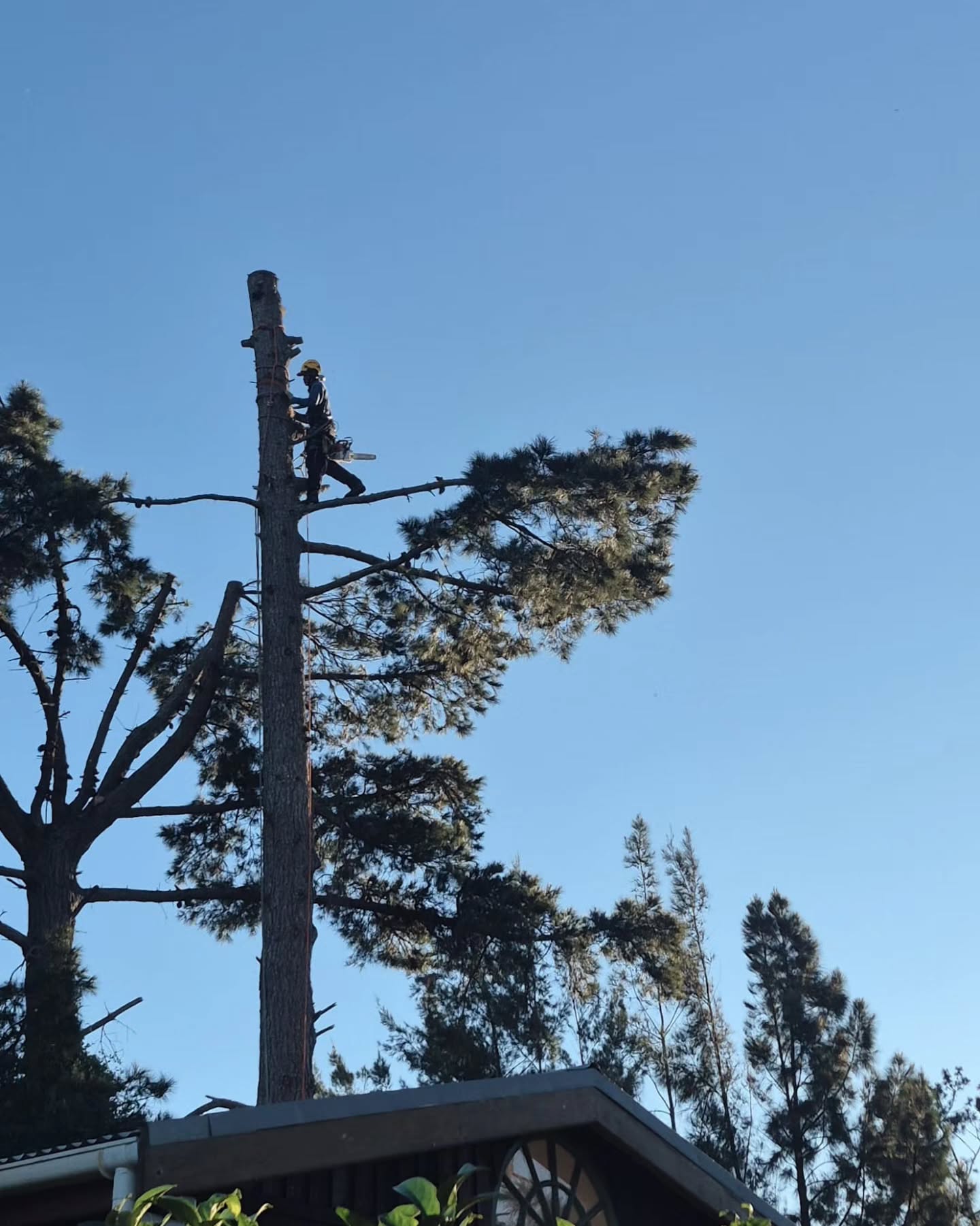 Most people don’t realise this game sits in the top 10 most dangerous jobs in the world.
High up.
Heavy timber.
Sharp steel.
One wrong move and it changes everything.
That’s why we don’t rush.
That’s why we train.
That’s why every rope, every cut, every call matters.
Tree work looks wild from the ground.
Up there, it’s discipline.
Respect the trade.
Respect the risk.
Stay sharp.
#Arborist #TreeWork #Rigging #TreeCare #OverbergArborists