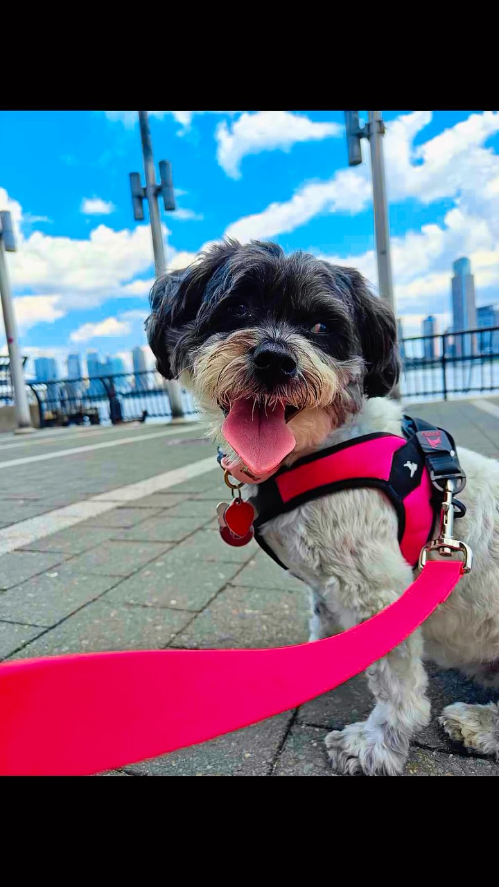 Raise your paws & let’s give a belated Barkday shout to this lovely OG Chloe !! 🐾💜💜💜
~ June 4 ~
🌸 🎉🎂 Happy 12th Barkday to our beautiful Queen, Miss Chloe! 👑🐾💖
Twelve years old… wow! It feels so incredible to celebrate another amazing year with you. You continue to amaze us every single day by looking so healthy, strong, and as beautiful as ever. Age is just a number because you still have that adorable sparkle in your eyes and that sweet little personality that melts all of our hearts! Miss Chloe, you truly are one of a kind. You know exactly what you want, and you definitely know how to remind us that you’re royalty! 👑 There are those funny moments during our walks when you decide you’ve walked enough and give us that look that says, “Excuse me… it’s time for someone to carry the queen!” 😂 And of course, how could we ever say no? You’re our precious princess, and we’d happily carry you anywhere.A huge thank you to your amazing family for trusting us to be part of your journey all these years. It has truly been an honor to watch you grow into the wonderful, loving, and elegant little lady you are today.
Happy 12th Barkday, Miss Chloe! 🥳🎂 May your day be filled with endless treats, belly rubs, cozy naps, extra cuddles, and all the love your sweet heart deserves. We can’t wait to make even more wonderful memories and adventures with you.
We love you so, so much, our beautiful Queen Chloe. Here’s to many more happy, healthy, and tail-wagging years ahead! ❤️🐾🎉
#dogsofallboroughs #havapoosofinstagram #havapoolove #dogsofmurrayhill #dogsofnyc