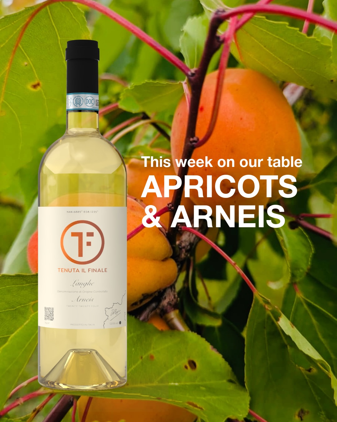 The secret to Italian summers?
Eat what’s in season.
Right now, that means apricots—sweet, fragrant, sun-kissed little jewels that taste like summer itself. We wait all year for these few precious weeks, and every bite is worth it.
And since we’re in Piemonte, why not enjoy them with a glass of Arneis? With its delicate floral aromas and notes of peach, pear, and stone fruit, this local white wine feels like it was made for apricot season.
Life is simply better when the fruit has a season, and the wine comes from just down the road. ✨🥂
.
.
.
#piemontewine #italianwine #tenutailfinale #arneis #italianlife