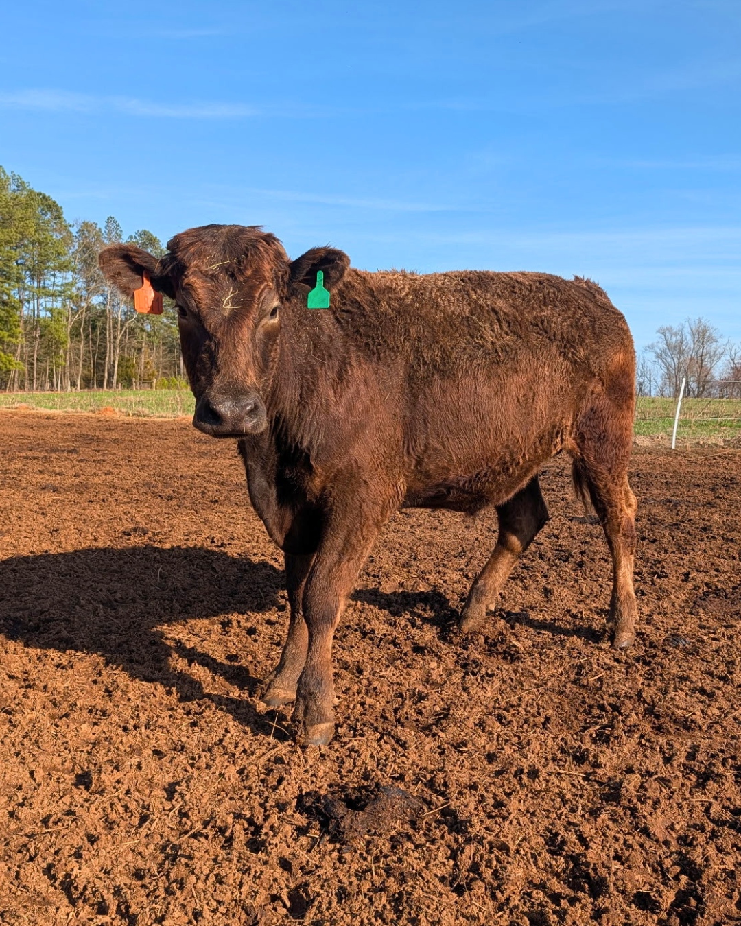 Meet the newest breed in the Hi Brau lineup: American Akaushi.
Often called the "Emperor's Breed," Akaushi is known for its exceptional marbling, rich flavor, and tenderness that rivals some of the best beef in the world.
Want to learn more about the history of Akaushi, what sets it apart from Wagyu, and what you can expect from the eating experience?
📖 Read the full story on our blog!
#HiBrauBeef #AmericanAkaushi #KnowYourBeef #CraftBeef #PastureRaised