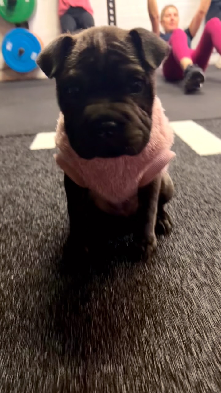Today’s workout featured plenty of lifting… and just as many licks and laughs. 🐶😂
Thanks for bringing gorgeous little Luna in, Rach. We reckon she’s already part of the E360 crew. 💛
#gymdog #puppiesofinstagram #e360crew #newcoach #womensstrengthtraining