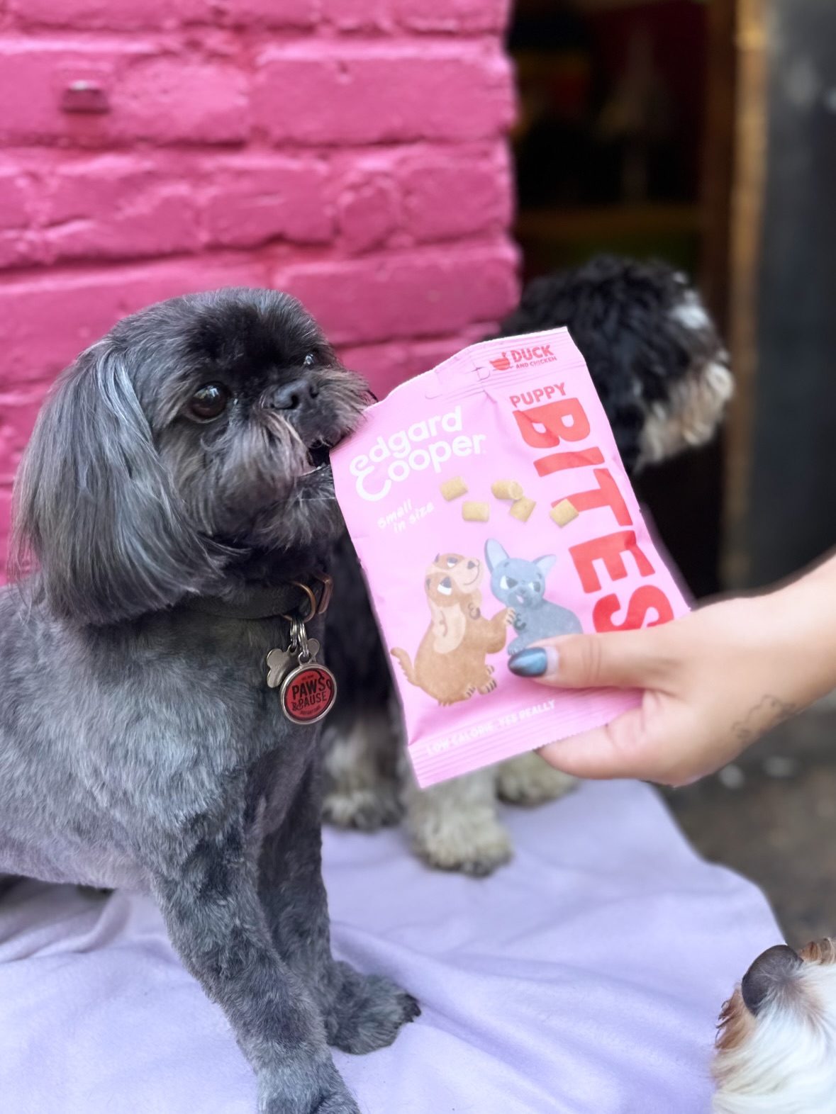 Thank you @edgardcooper for your yummy treats! The dogs LOVED them!
Go and check out Edgard and Cooper, such an amazing brand.
🐾🦴 Natural ingredients including antioxidants and more!
🌿🌱 Packaging is all recycled paper, perfect to be used for an enrichment activity after!
🐶🤍 Edgard and Cooper are the heart of the company, Edgard a French Bulldog and Cooper a Spaniel.
#naturaldogtreats
#dogtreats
#dogfood
#catfood
#dognutrition