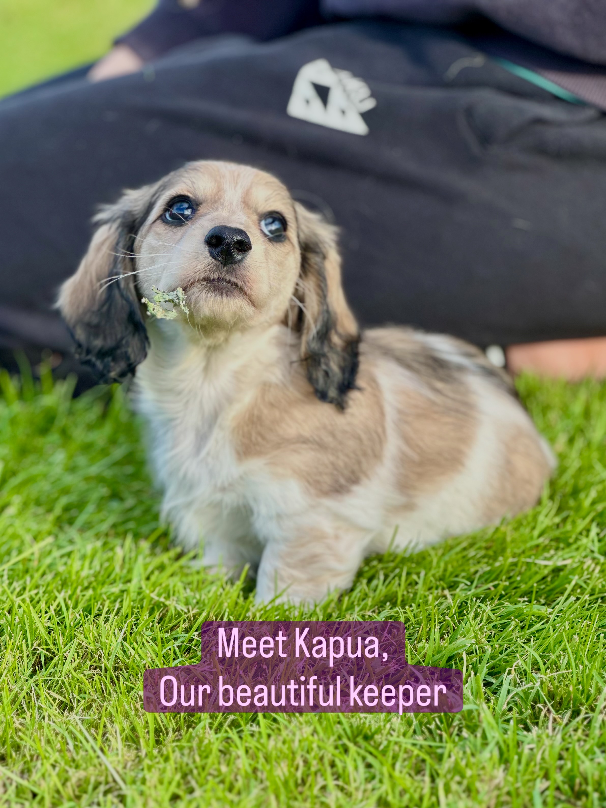 So pleased we have decided to retain this amazing wee girl #minidachshund #dachshund #dachshundlife #puppy #puppylove