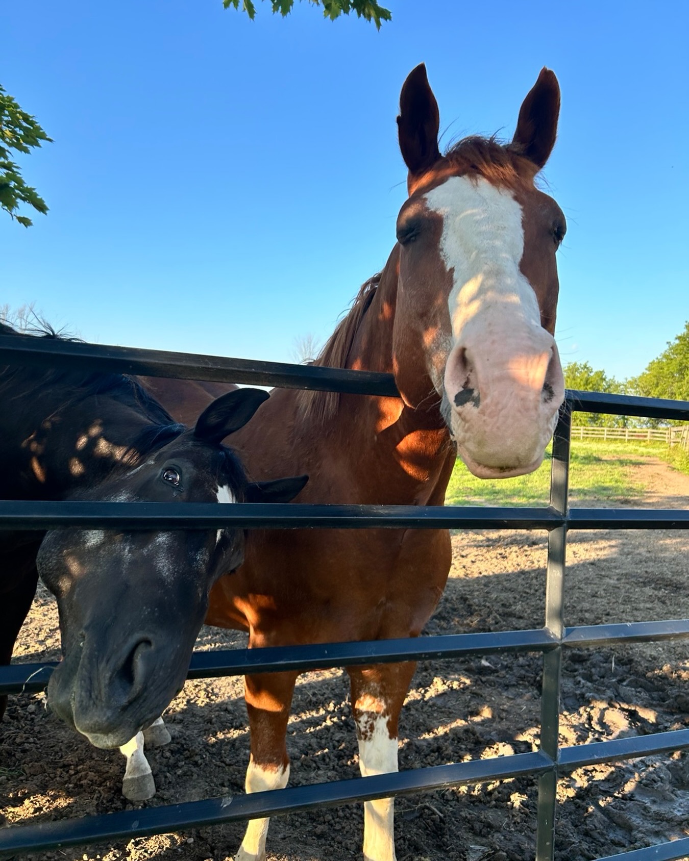You know what makes a heatwave better? 🥵 ☀️According to Walsh and Nick, the answer is always ….
🥕🍎🌱 snacks 🌱🍎🥕
#tufftherapeuticridingfoundation #tufftherapeuticriding #tuffhorses #heatwave #ontarioheatwave