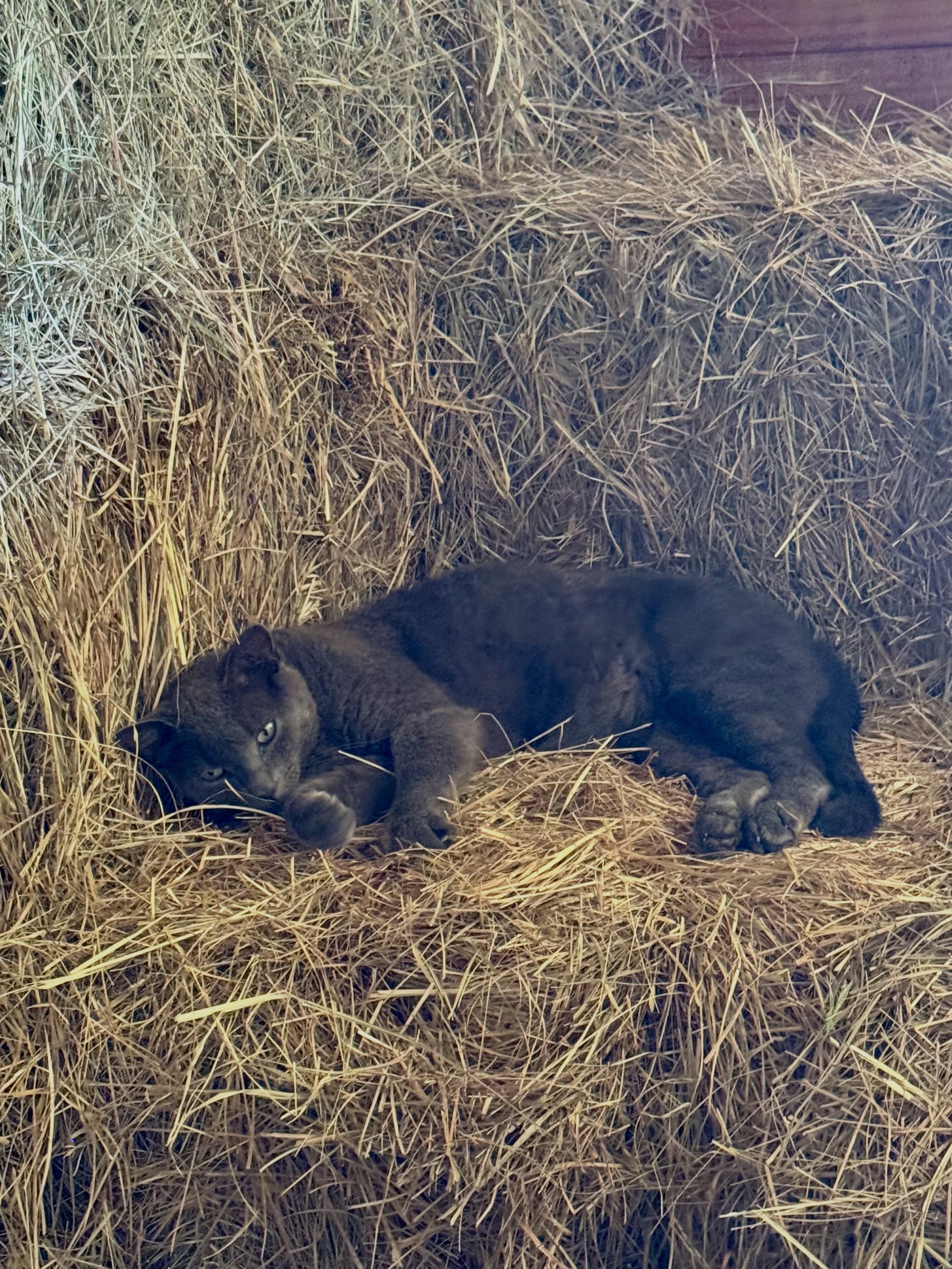 Two years ago, the Kitten Distribution System selected our address and delivered not one, but TWO kittens.
We didn’t place an order. We didn’t fill out an application. We simply accepted the shipment.
Today, those tiny kittens have grown into fat, sassy supervisors who spend their days keeping the barn and surrounding areas remarkably free of vermin. Their work ethic is questionable, their break schedule is excessive, and their demands for snacks are relentless.
That said, they are excellent employees.
As an added bonus, they also happen to be professional cuddlers and will happily accept snuggles from just about anyone willing to provide them.
If you’re considering a subscription to the Cat Distribution System, we highly recommend it. Five stars. Excellent pest control. Moderate attitude. Unlimited purrs.
Has the Kitten Distribution System ever selected your address? Share your delivery story below. 🐱
#Willowbrookfarm #barncat #catdistributioncenter #catsofinstagram #hobbyfarm