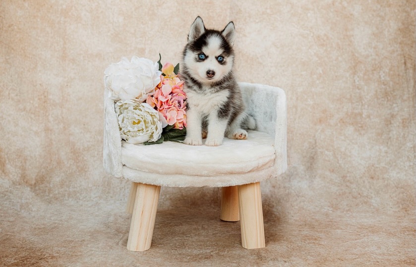 Orla’s Irish Pups - Emerald ☘️
A perfect mini Husky!!
Emerald is brave, inquisitive, cuddly and very smart! She’s the first to run out to the garden and is very attentive when you talk to her. She has two solid blue eyes that are so bright! A plush black & grey coat and will be approx. 9-11kg and 16” tall when fully grown. For reference Orla is around 9kg and 15.5” tall.
She will be ready for her new home next Friday 🏡
More info on my website or you can DM me here ✉️
www.houseofpomskies.co.uk
#responsiblebreeding #minihusky #huskyblueeyes #pomskybreeder #ukbreeder