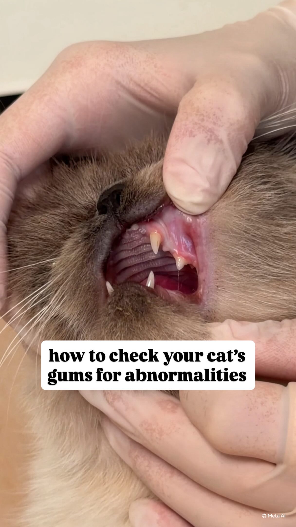 A quick gum check can tell you a lot about your cat’s health. Dr. Jana is showing you how to do it yourself at home 🦷🐾
If you have any questions, leave them below 👇🏼
@mikesvetdxb
#vetlife #vetclinic #cathealth #felinehealth #catsofinstagram