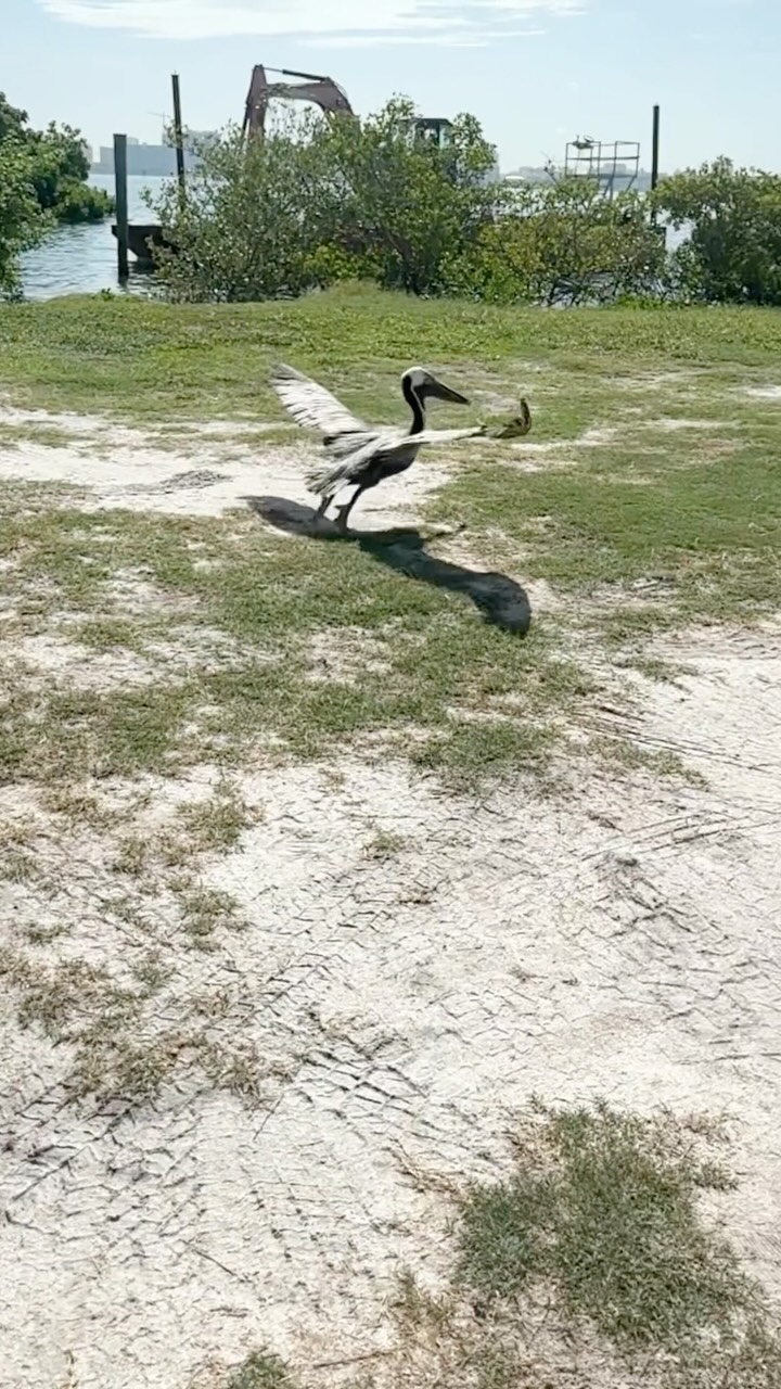 This Brown Pelican was first spotted at Marina Jack, leading to a multi-day rescue effort before the bird was finally captured on Boulevard of the Arts amid dangerous traffic.
A pronounced droop in the right wing suggested a traumatic injury. Brown Pelicans rely on flight to crash-dive into the water for fish. Unable to hunt effectively, this pelican gradually became weak and lethargic from a lack of food.
After regaining a healthy weight and recovering from the wing injury, it was finally time to return home to the open waters of Sarasota Bay.
One of our dedicated rescuers, Ed, was there to release the bird he had tirelessly pursued, joined by a few fellow bird lovers to celebrate the moment. #wildliferescue #birdlovers #sarasota