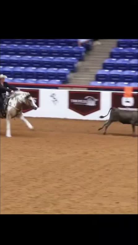 Finalist in the competitive
Junior Cowhorse!
Kaity Sotomayor
& SHR Cookie Cutter