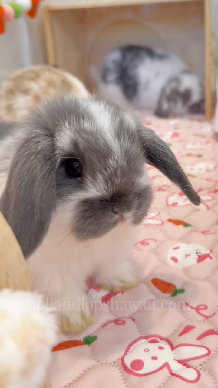Reserved babies🐰
Visit our website www.hollandlopshawaii.com for more info🤍
#hollandlop #hawaii #oahu #luckywelivehawaii #hollandlopbreeder