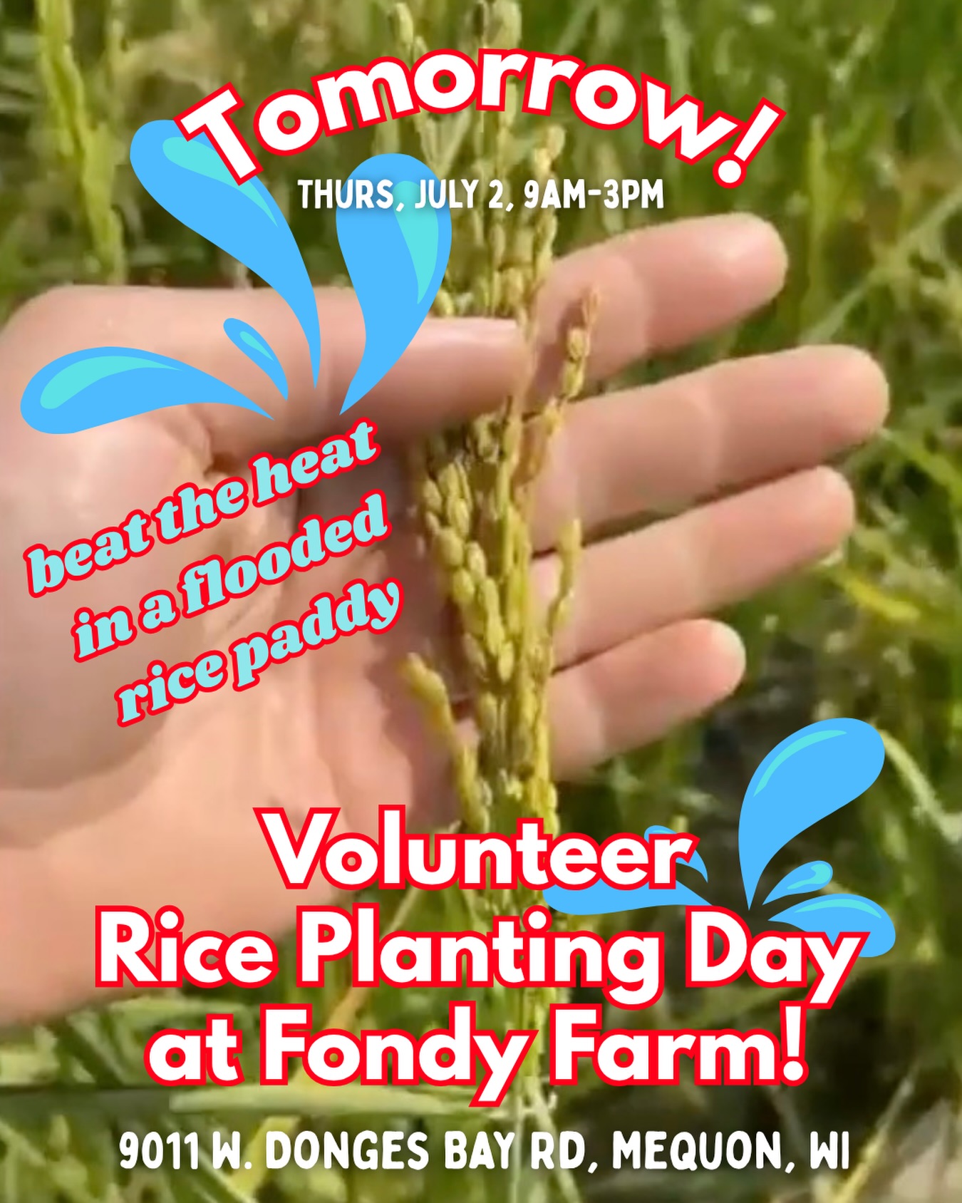 Come play in the mud with us and beat the heat!
On Thursday, July 2, we’re gathering at Fondy Farm at Mequon Nature Preserve to plant flooded rice, or nplej liag, alongside growers, researchers, and community members.
Flooded rice has been identified as a climate-adapted crop for the Midwest through the collaborative work of Dr. Michael Schlappi at Marquette University and local farmers from Fondy Food Center. This work supports the cultivation of a culturally important staple crop for the Hmong/Hmoob community in Southeast Wisconsin.
Join us! Participants will get hands-on experience planting in the field and are invited to stay for a community potluck after the work is done. We will have cold water and frozen bandanas 💦
💧Thursday, July 2
💧9:00 a.m. - 3:00 p.m.
💧Fondy Farm at Mequon Nature Preserve - 9011 W Donges Bay Rd Mequon, WI
RSVP not required but appreciated for planning:
www.michaelfields.org/event-list