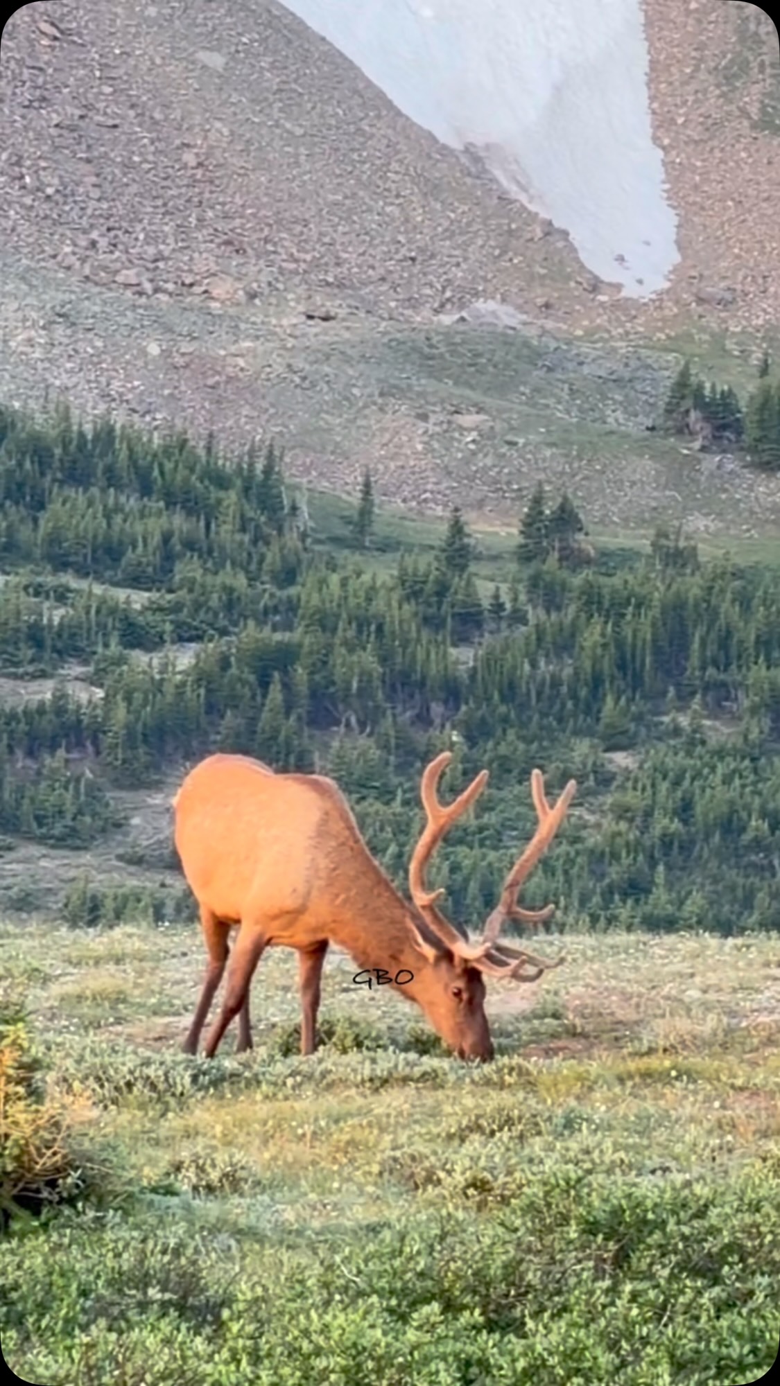 Good morning from the high country!
#wildlife #wildanimals
#foryoupageシ #bullelk #elk