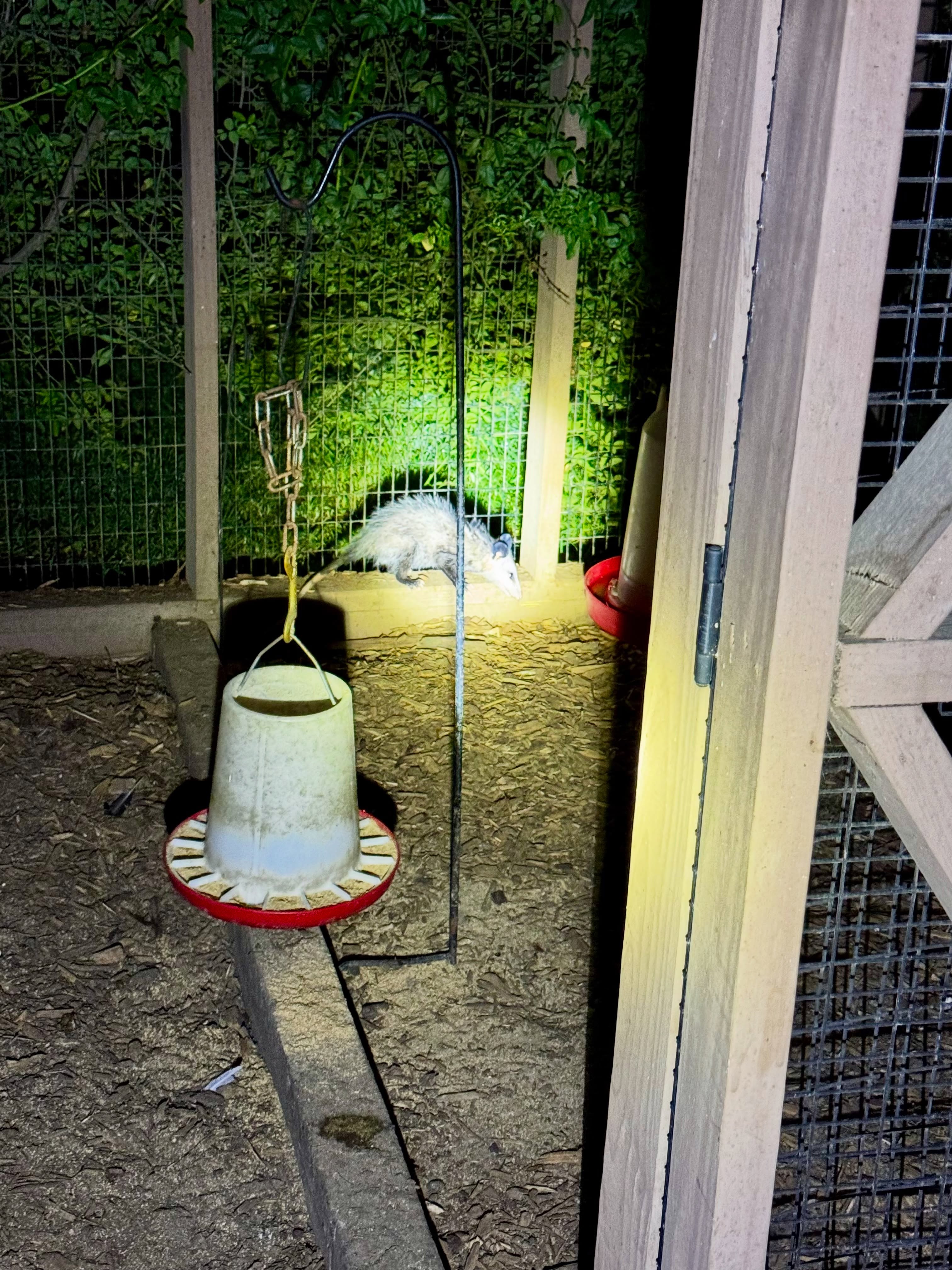This weekend there was a possum in the chicken coop. Justin was our hero.
As I thought about it, I couldn’t help but see a parallel in how we need to handle sin in our lives. Just like we didn’t ignore that possum, we need to confront sin head-on, with courage and full reliance on God’s strength. And just like Jayden said in the video—“Don’t come back”—we need to stand firm in faith and not let those things return.
I’m so grateful for Justin’s bravery ❤️ and for how God reminds us, even in small moments, to stay alert and keep our focus on Him. If this speaks to you, I’d love to hear how you’re staying strong in faith—let’s encourage each other.
#Willowbrookfarm #hobbyfarm #chicken #chickencoop #chickens