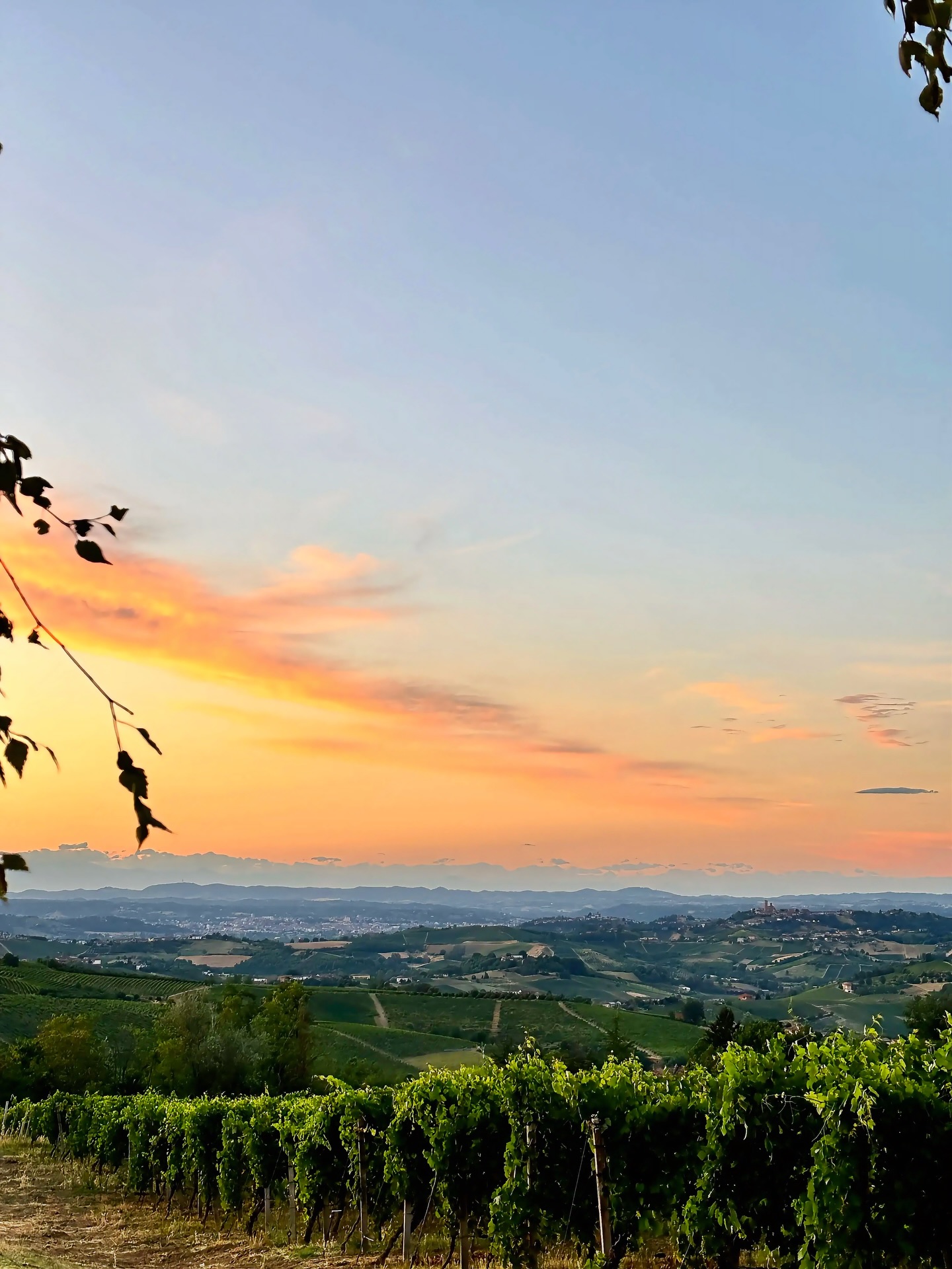 This is summer in Costigliole d’Asti. ❤️
The Barbera Summer Festival is a celebration of everything we love about living here - our wines, our food, our people, and the landscape we’re lucky enough to call home.
A huge grazie to the Comune di Costigliole d’Asti and the incredible Pro Loco team, whose passion and hard work create these unforgettable moments.
We’re so grateful to call Costigliole d’Asti home. Here’s to summer evenings ❤️🍷
.
.
.
.
#italianlife #costiglioledasti #barberasummerfestival #piemontewine #italianwinelover