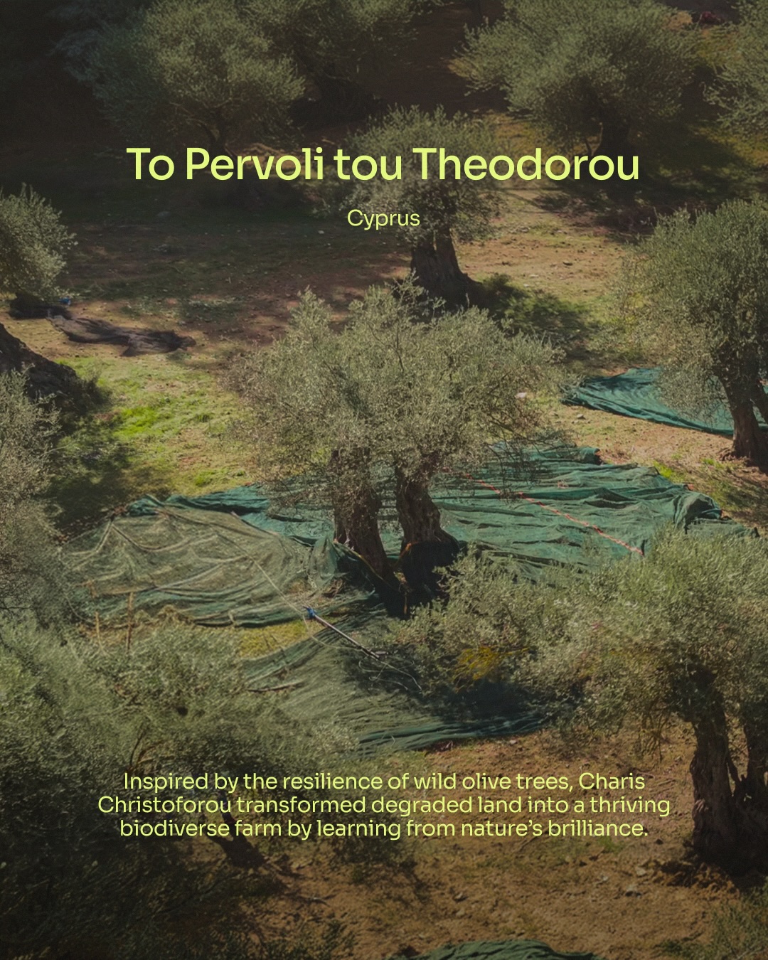How do you manage organic and regenerative olive groves, and common farming issues that come with it without using artificial fertilisers? Attract wildlife.
Charis Christoforou runs @topervoli, a thriving and biodynamic farm set across 6-hectares in the village of Maroni, within 2km of the Mediterranean sea in the Larnaca district of Southern Cyprus.
A quiet observer and true nature lover, Charis has been on a mission to attract as many beneficial native and migratory birds, insects and pollinators to make To Pervoli a biodiverse and resilient ecosystem. He does this by creating nesting spots for owls and falcons to feed on farm mice, leaving water spots for wildlife under his olive trees and planting medicinal Mediterranean plants and herbs to attract insects.
“Ever since following a 100% regenerative farming model, we have seen financial improvements along with more environmental abundance”.
🔗Follow the link in @top50farmers bio for the full story of how Charis has created a circular economy and a balanced ecosystem within the olive groves by making To Pervoli a wild and attractive oasis for birds, beneficial insects and pollinators to thrive.
✍️ Written by @top50farmers and @oliveoiltim
#top50farmers #CharisChristoforou #top50farmers2026 #ToPervolitouTheodorou #t50f2026