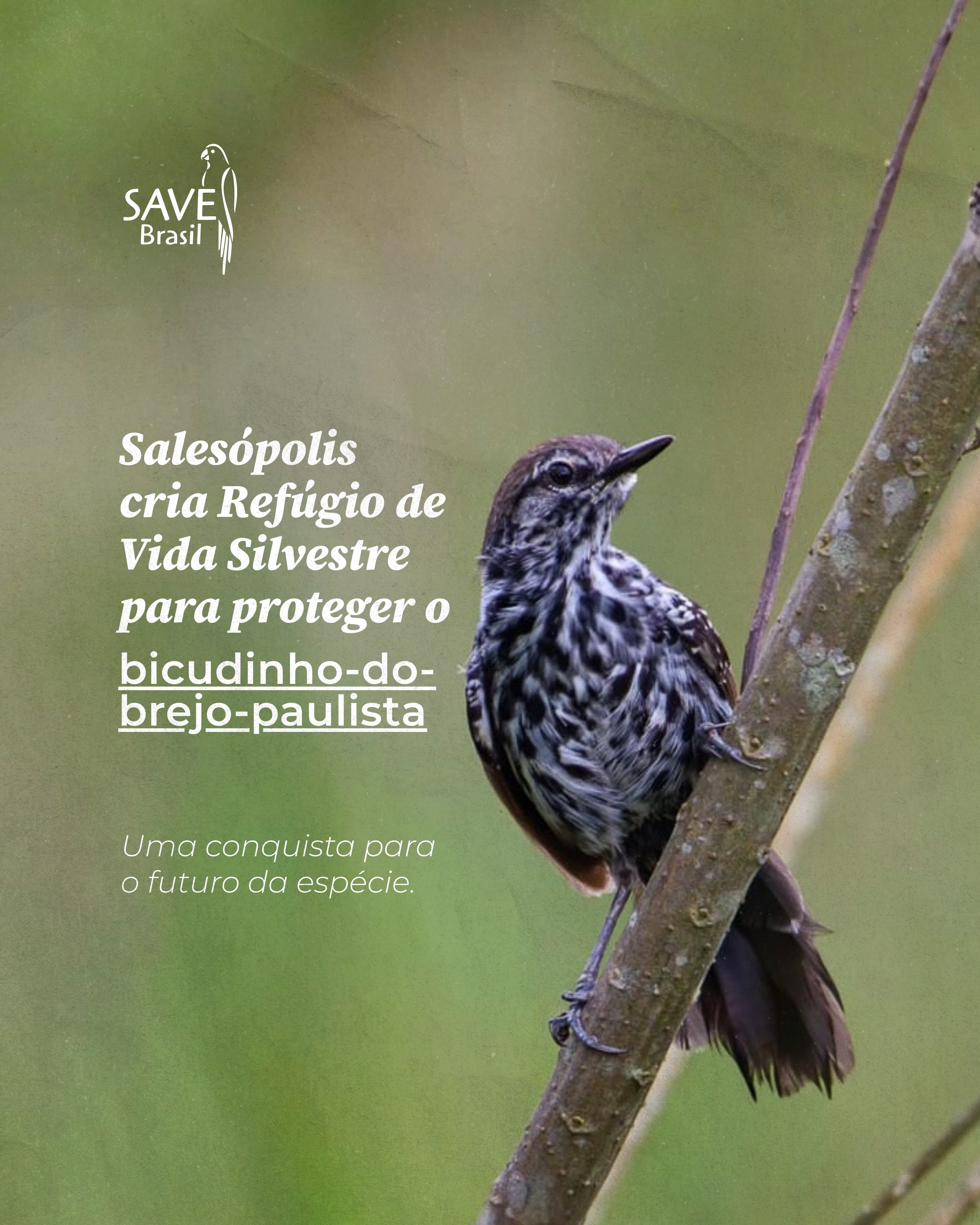 Salesópolis acaba de dar um importante passo para a conservação da natureza!
Foi criado o Refúgio de Vida Silvestre do Bicudinho-do-Brejo-Paulista, uma Unidade de Conservação que protege cerca de 5,7 mil hectares de áreas úmidas nas cabeceiras do Alto Tietê.
Esses brejos são o habitat do Bicudinho-do-Brejo-Paulista (Formicivora paludicola), uma ave rara e ameaçada de extinção que ocorre em poucos locais do estado de São Paulo. Além de conservar essa espécie, a iniciativa contribui para a proteção das nascentes e dos recursos hídricos da região.
A gestão da unidade será realizada pela Prefeitura de Salesópolis, com foco em pesquisa científica, monitoramento ambiental, educação ambiental e turismo sustentável.
📌 A criação do Refúgio foi planejada para conciliar a conservação da biodiversidade com o cotidiano da população. O decreto estabelece que as atividades da comunidade seguem normais, e obras públicas de interesse social permanecem permitidas mediante o devido licenciamento ambiental. As regras específicas de uso da área serão definidas no Plano de Manejo, elaborado para garantir uma gestão participativa e responsável.
Cuidar do Bicudinho-do-Brejo-Paulista é cuidar dos brejos, da água e do patrimônio natural que beneficia toda a sociedade.
📸 José Eduardo Camargo
-
#BicudinhoDoBrejoPaulista #Conservação #MataAtlântica #Biodiversidade SAVEBrasi