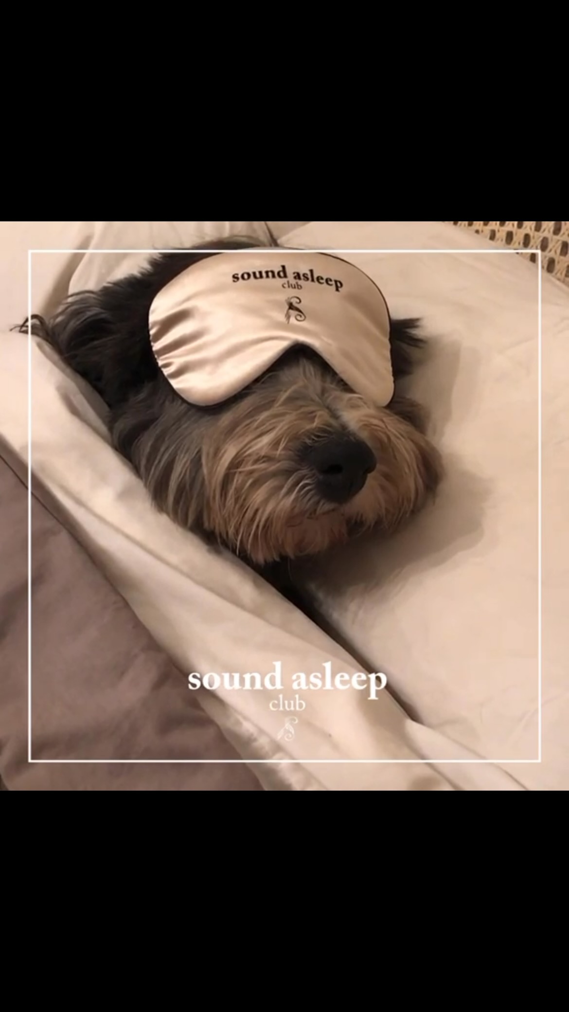 Oh bless. Just found this clip of Frank modelling the very first @soundasleepclub eye mask 🐾😴
Takes me right back to hosting virtual sleep classes and recording bedtime audio with some wonderful teachers. @soundhealthuk @evitaleblon @rosieaxon @rebekah_di_palma @music.nature.create
Looking for rituals to help you unwind before bed? Check out @soundasleepclub 💗😴
#sleep #unwindyourmind #soundasleepclub