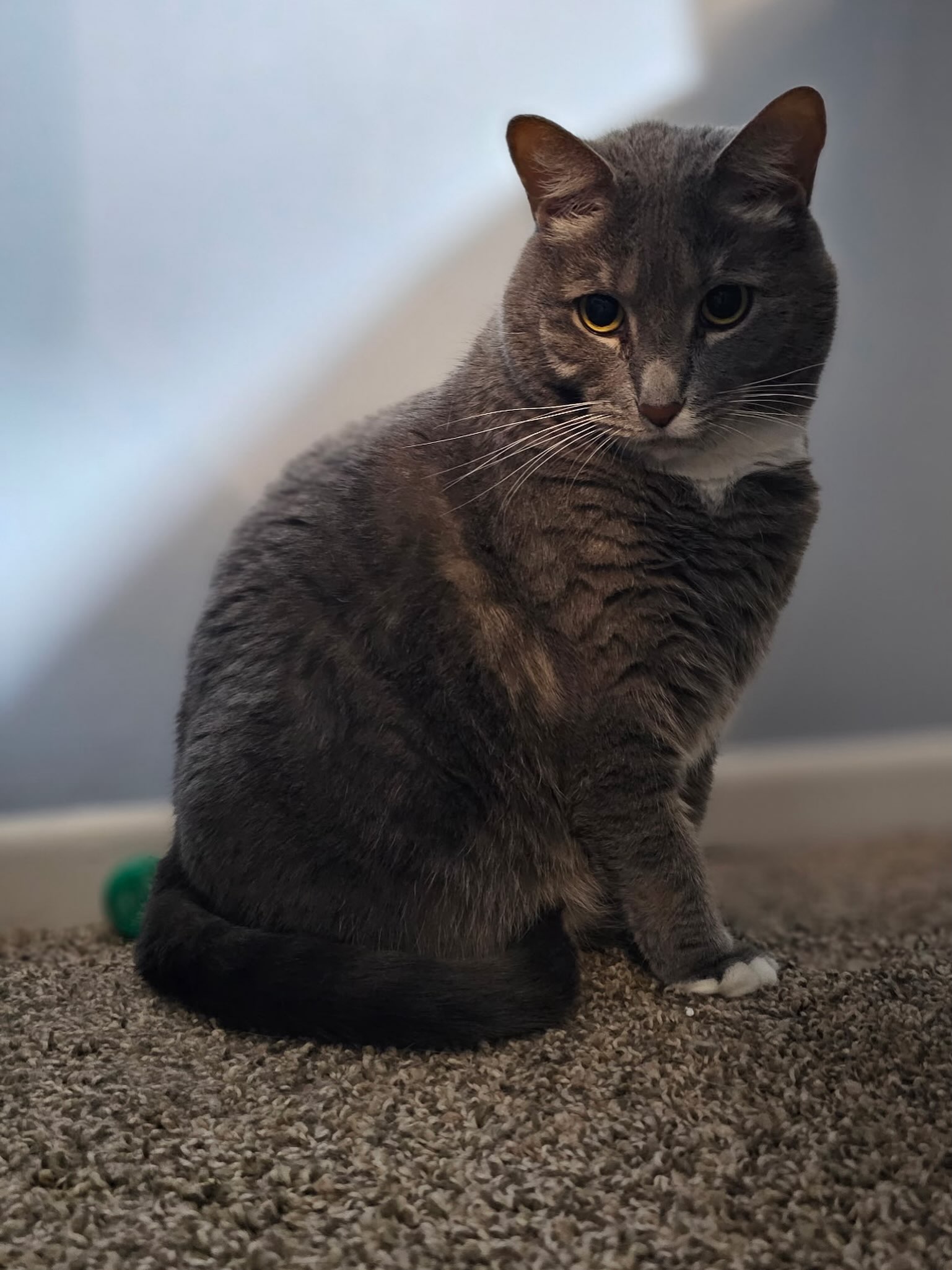 Cora is ready to find her forever home! 🩶 She is around 8.5 years old and fully vetted. She was declawed before coming into our care and thankfully is having no issues with it. She enjoys sitting on her foster mom’s lap and getting pets! We think she would prefer to be the only kitty in the household. 🐱 Interested in meeting Cora? Apply for she today! She is eligible to foster to adopt! ✨