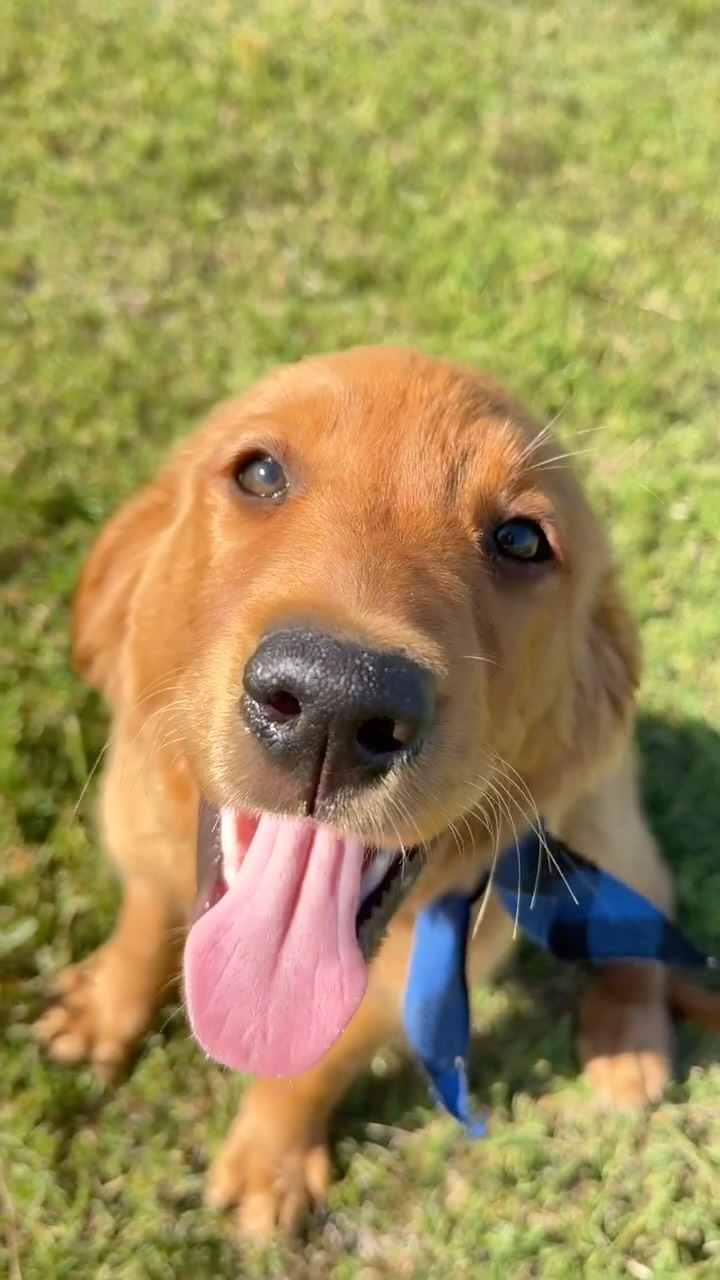 Just popping in to say good morning from Jack 🐶🐾
Hope this little golden face makes your day a bit brighter! ☀️