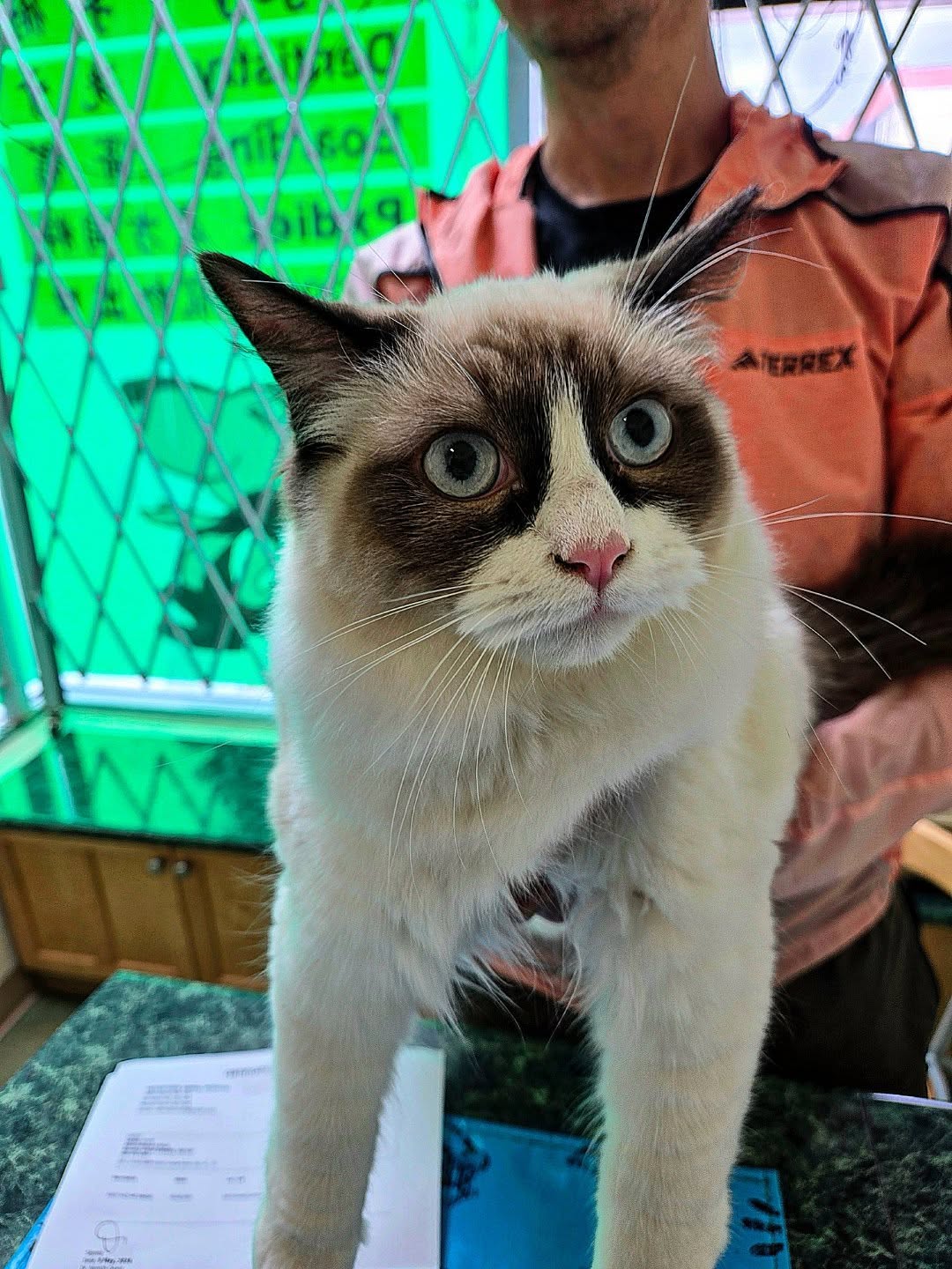 🤍🤎 Meet Mocha! 🐱✨
This adorable white and brown Ragdoll came in today for her spay procedure 🩺🐾
From the moment she walked through the clinic doors until she was waiting for her procedure, Mocha kept everyone entertained by meowing the whole time! 🎶💕 She definitely made sure we all knew she was there, and her sweet personality won everyone's hearts. 🥹
Mocha was such a brave girl today, and we're wishing her a smooth recovery filled with lots of rest, cuddles, and love at home! 💙🏡
Have your cats ever "talked" the entire time at the vet? Let us know in the comments! 👇🐱
#ragdollcat #catsofinstagram #kittenlove #vetlife #petcare