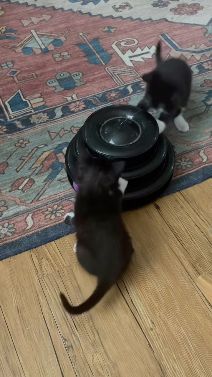 Shark Boy and Lava Girl loving their new ball tower! 😻