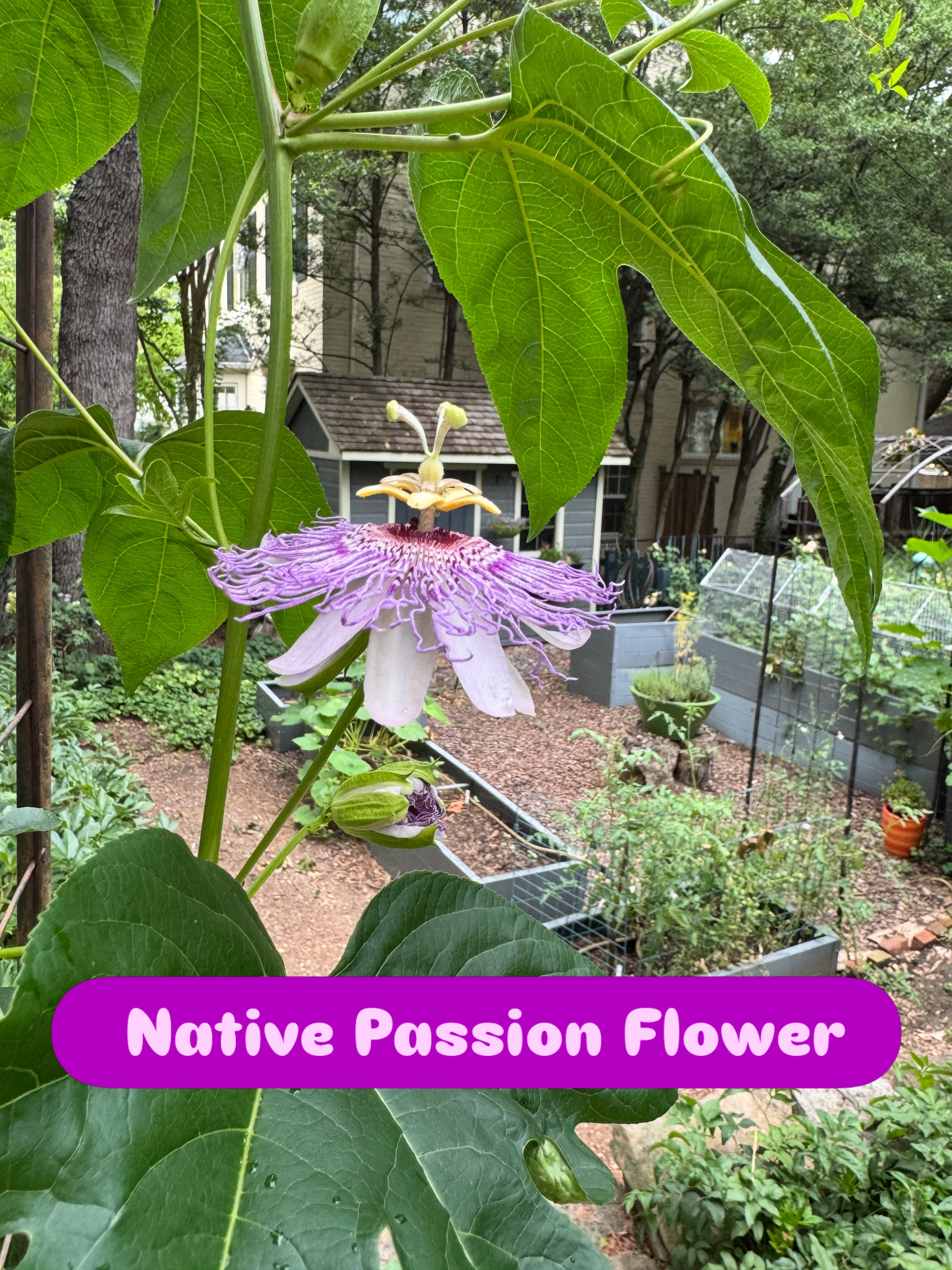 They are back! These exquisite flowers grow on very vigorous vines. Over the years I have come to realize that by pruning the side shoots you can encourage the vine to produce more flowers. This arch used to be covered with the foliage. Now I keep the vine heavily pruned and get more flowers! Passiflora incarnata is the Latin name of the native.