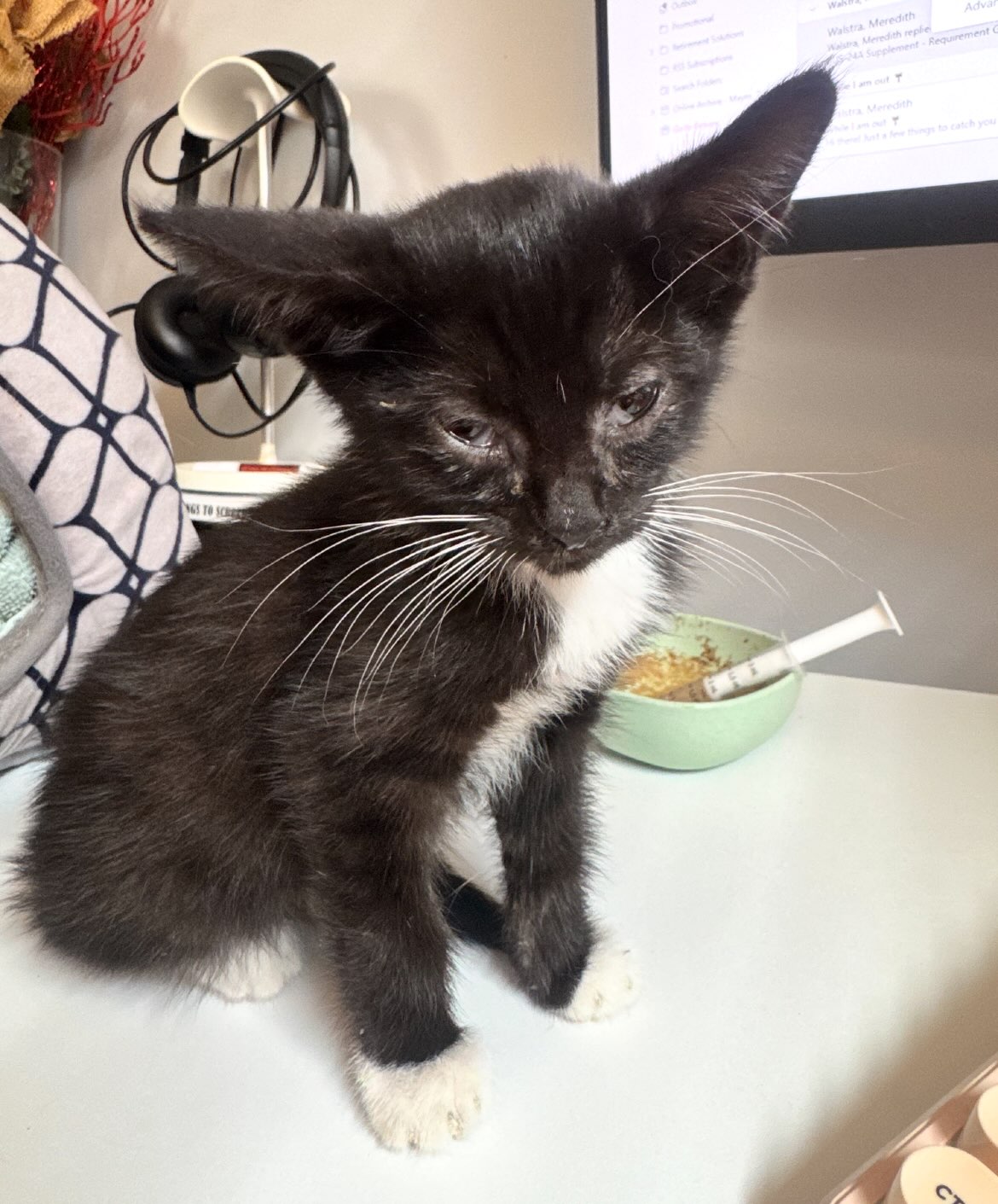 Update on Dove. 🤍 He is still hanging in there and continuing to get stronger! He is eating better and taking his medications like a champ. Such a strong little boy! 🥹 He is continuing to be closely monitored by his foster. We will continue to provide more updates!