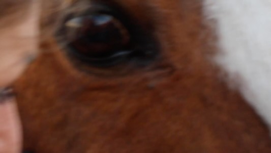 We are here to help people understand horses better, to restore trust, communication and bring back balance.
Follow us for more horse stories, inspiration and teachings and feel free to share our message โค๏ธ๐
#horses #equinetherapy #healingwithhorses