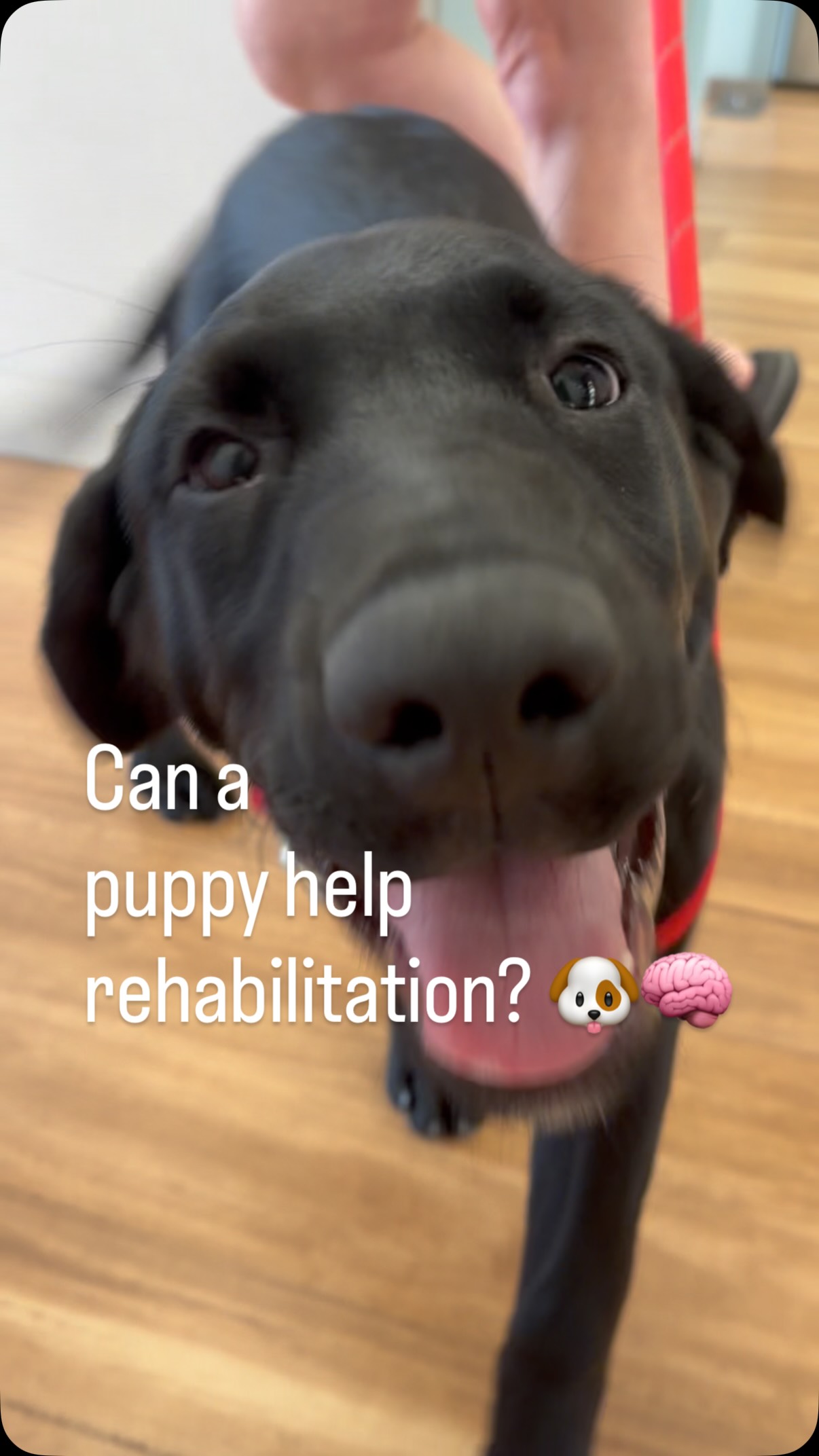 Can a puppy help rehabilitation? 🐶🧠
Maybe not by delivering physiotherapy… but by creating moments of joy.
Positive emotions, laughter and meaningful social interactions can help people engage more fully in rehabilitation. When therapy is enjoyable, people are often more motivated to participate and that’s an important part of recovery.
Today’s furry visitor certainly brought plenty of smiles! 💙🐾 #stroke #neuro #physio #puppy #rehabilitation
