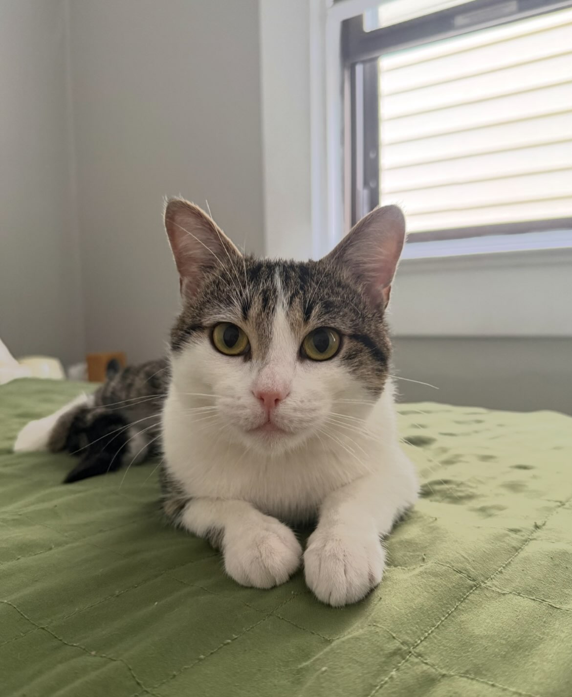 Two months difference. 🥹💚 When sweet Arnold came to us in May, we were uncertain if he was going to make it given the condition he was found in. Now look at him! 😻 He is healthy and thriving thanks to his amazing foster moms and our incredible vet @citypets.614! ✨ We are thrilled to see him so happy! We can’t wait for him to find his forever home! Adoption applications are open. 🫶