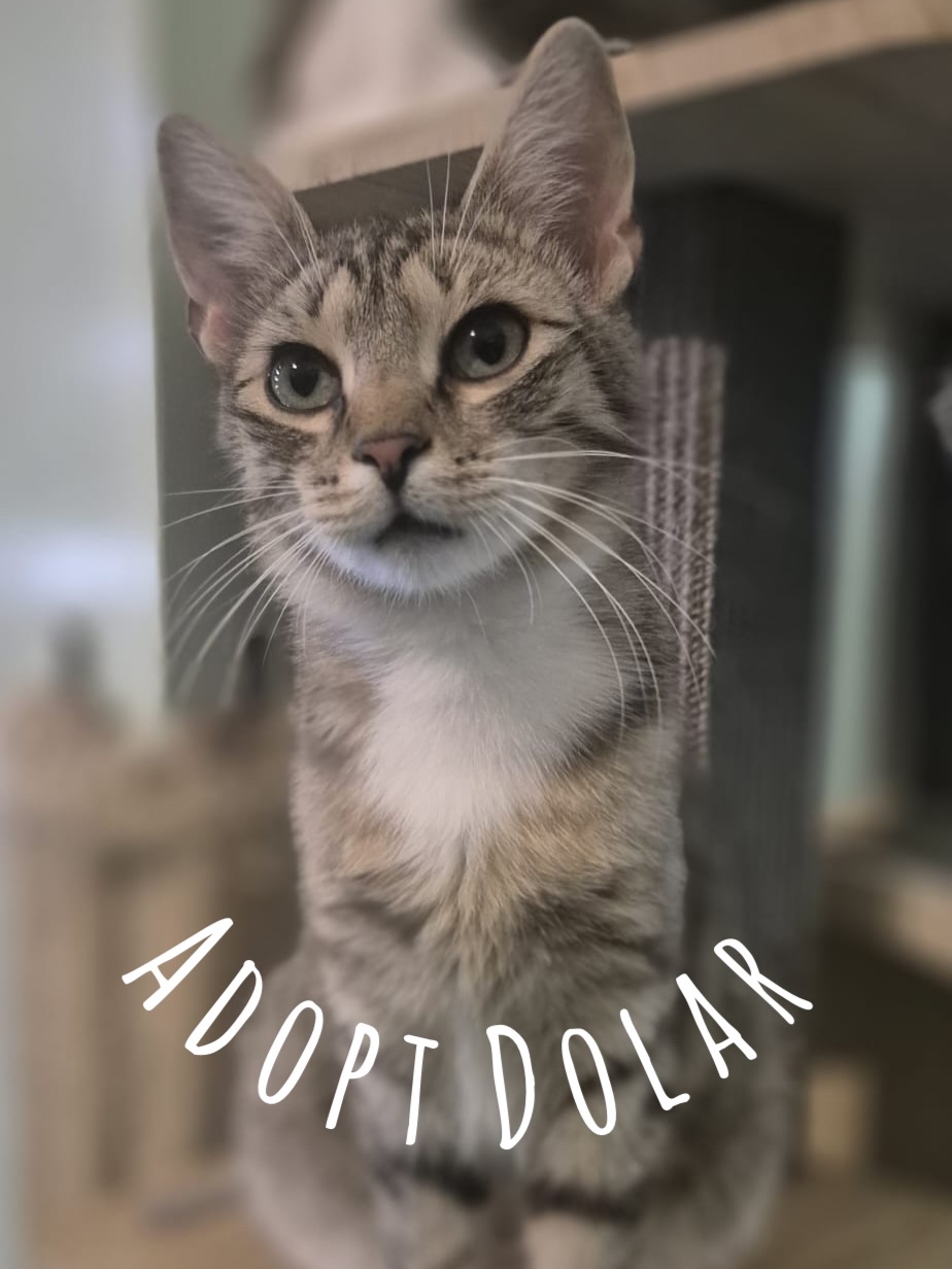 Dolar: Ein sanftes Wesen, das dein Herz verzaubert 🤍 Es gibt Katzen, die sofort auffallen. Und es gibt Katzen, die einen einfach verzaubern. Dolar gehört genau zu ihnen.
Dolar wurde am 19.08.2025 geboren und ist mit seinen knapp 11 Monaten noch ein junger Kater, der bereits eine beeindruckende Reife ausstrahlt. Er ist unglaublich süß, sanft und wunderschön – nicht nur äußerlich, sondern vor allem durch sein einzigartiges Wesen. Man fragt sich unweigerlich, ob eine Katze wirklich so perfekt sein kann.
Dolar ist ruhig und würdevoll. Selbst wenn er spielt, tut er das mit einer besonderen Eleganz. Nichts an ihm ist hektisch; jede Bewegung wirkt leicht, anmutig und voller Charme. Er lebt harmonisch in der großen Katzengruppe des Asyls mit vielen anderen Katzen zusammen.
Menschen liebt er von ganzem Herzen. Doch selbst um Streicheleinheiten bittet er mit einer bewundernswerten Sanftheit. Er drängt sich nie auf. Er setzt sich einfach neben einen, schaut mit seinen wunderschönen Augen und wartet geduldig darauf, dass eine Hand ihn liebevoll streichelt. Dolar strahlt eine Ruhe aus, die ansteckend ist. Wenn er bei einem sitzt, scheint die Welt für einen Moment langsamer zu werden.✨
Dolar sucht ein Zuhause mit Liebe, Geborgenheit und einem Menschen, dem er sein großes Herz schenken darf. Er soll in Wohnungshaltung mit weiteren Artgenossen leben.🏠🐈
Wir sind sicher, dass jeder, der Dolar kennenlernt, ihn für immer ins Herz schließen wird. Möchtest du dieser besondere Mensch für ihn sein und ihm zeigen, wie schön ein Leben in Geborgenheit ist? Bereits mit nächstem Transport am 26.07.26 könntest du der Mensch sein, der Dolar diese Möglichkeit bietet.
Wir freuen uns sehr, von dir zu hören, um Dolar auf seinem Weg in sein Für-immer-Zuhause zu begleiten. ❤️
#adoptacat #adoptdontshop #tierschutz #catrescue