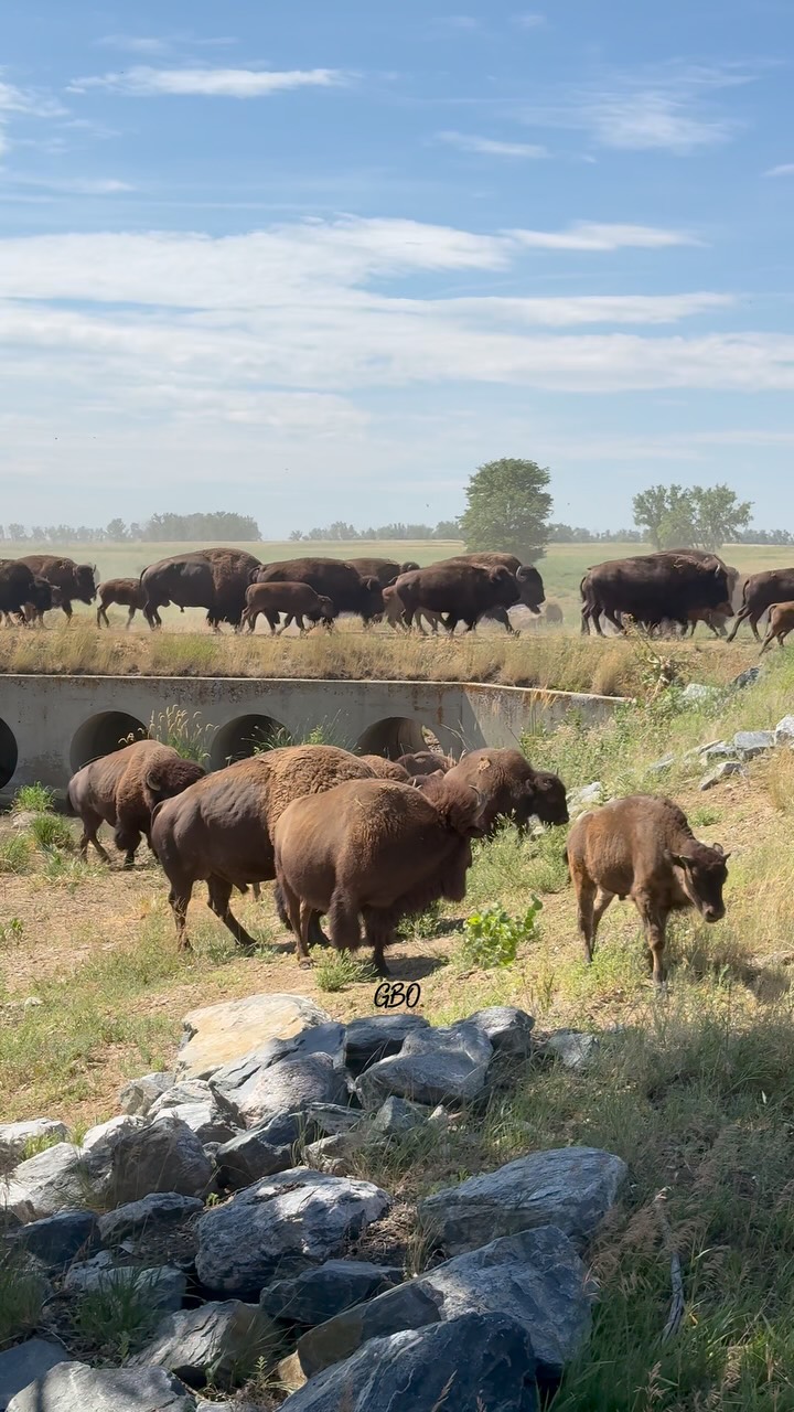 A short lived bison stampede. The bison rut is just around the corner and they are starting to get feisty!
#wildlife #nature #bison #buffalo #foryoupageシ