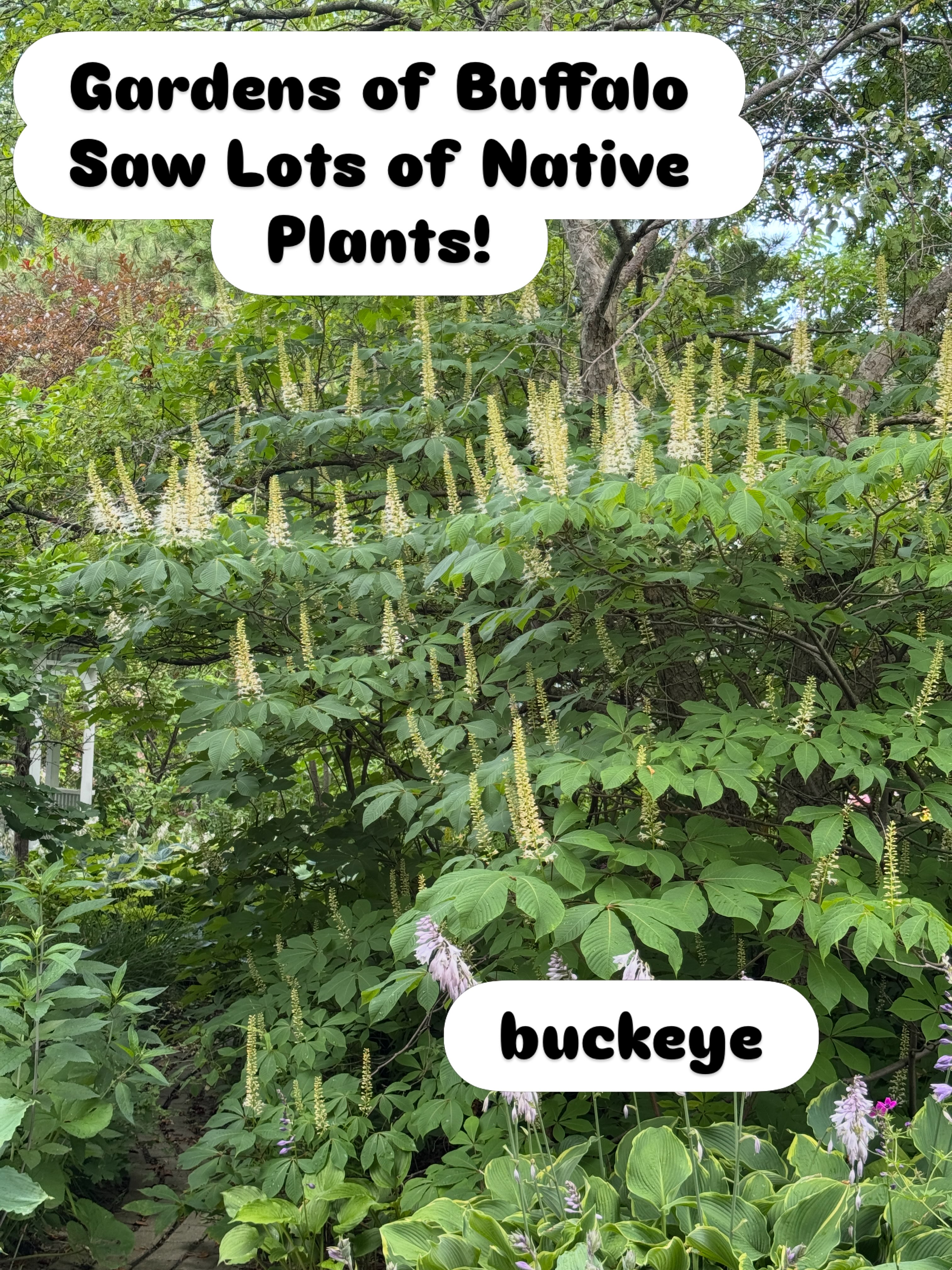 Buffalo, NY has an awesome gardening culture! #gardenfling2026 #buffalogardenwalk #buffalogardenwalk2026