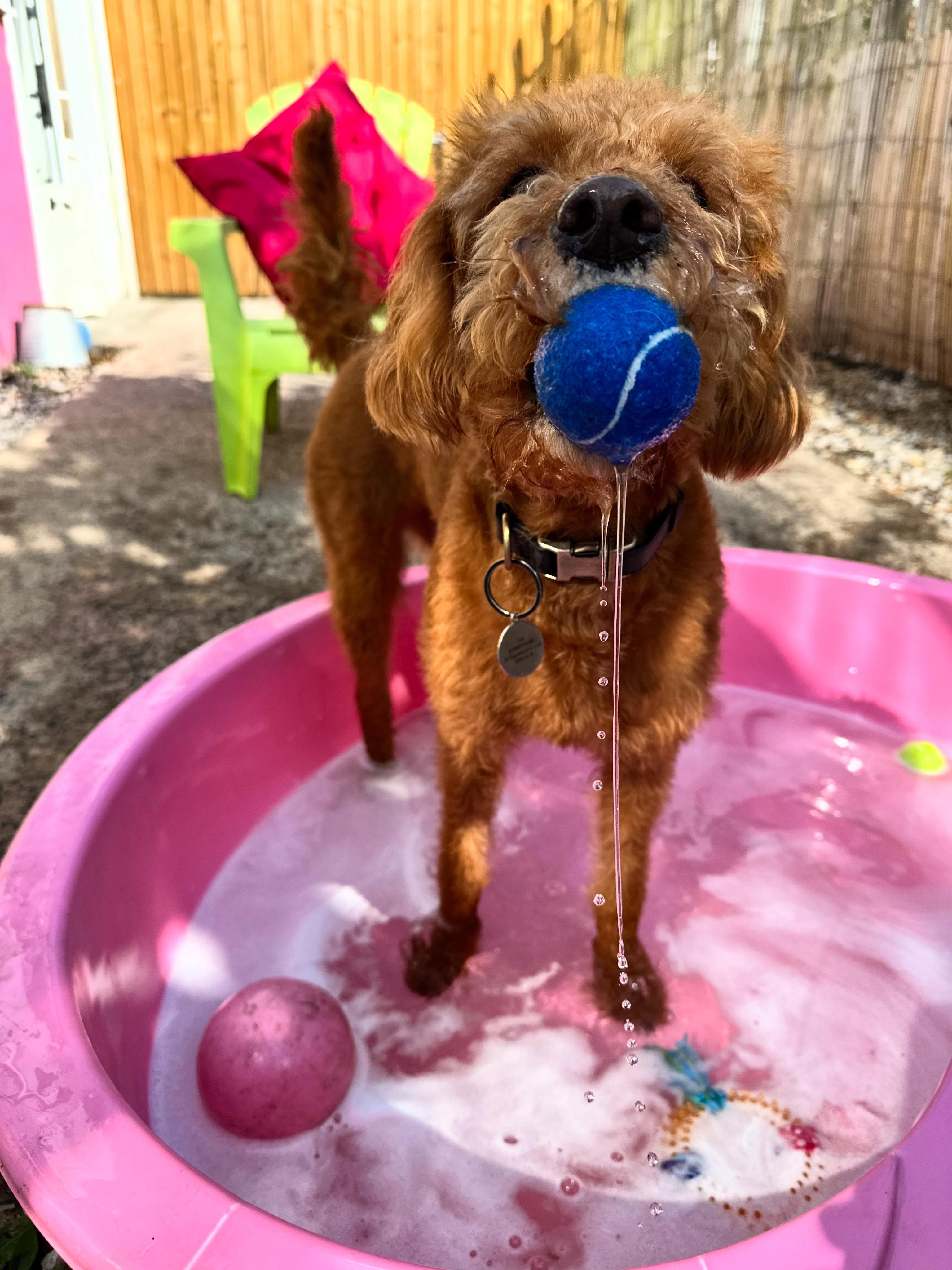 One very happy Lola 🥎 @tim25_90 @ellieevans__2000 #stocktonheath #doggydaycare #cheshire #doggydaycareuk