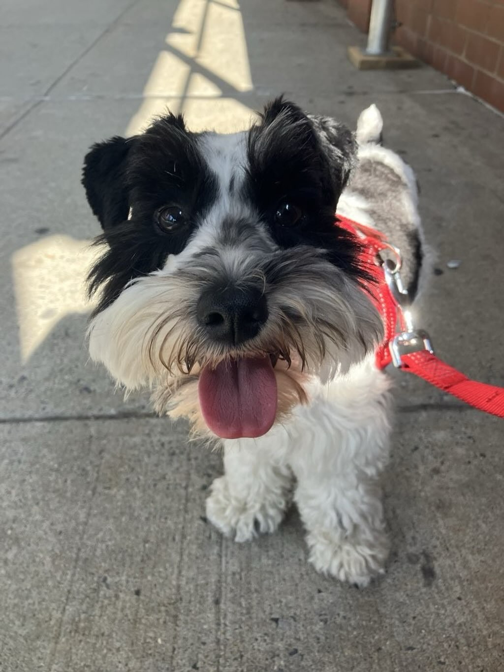 smile fit for a prince. 👑✨
#dogsofallboroughs #minischnauzer #minischnauzerlove #dogsofnyc #prince