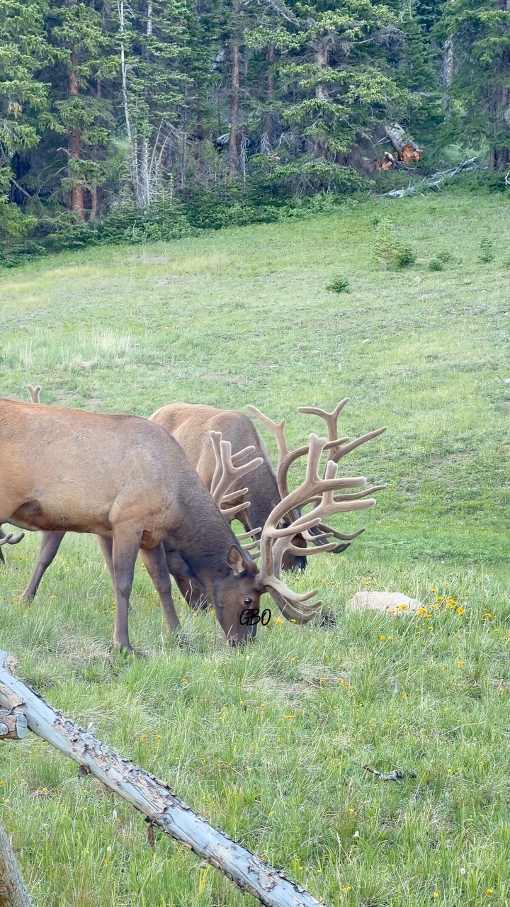 Just a bunch of fuzzy antlers!
We have a lot of evenly matched bulls in the high country so far, but still on the lookout for the next “it” guy!
#wildlife #nature #elk #bullelk #foryoupageシ