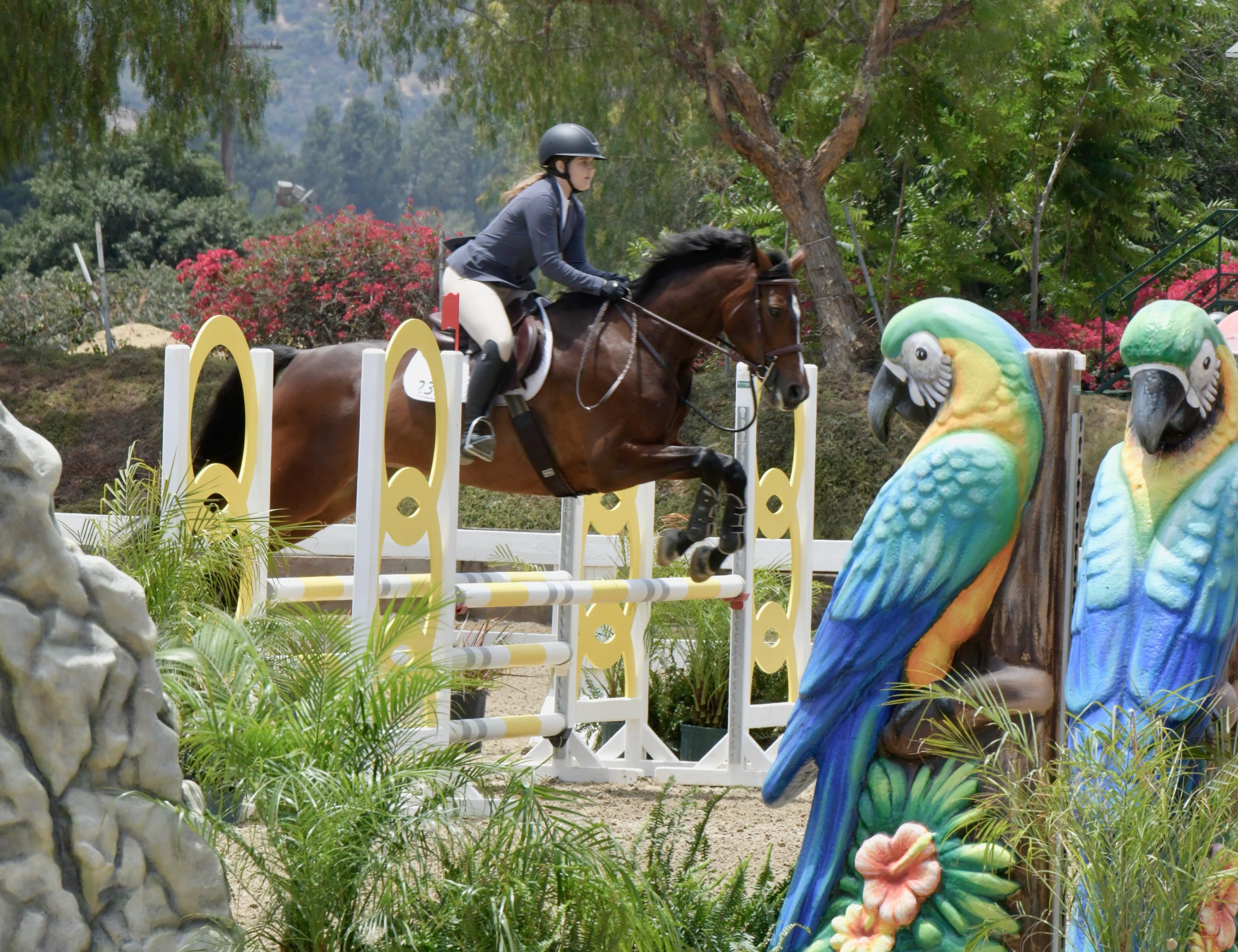 Wrap up post for our great showing at Pacific Ridge Summer!! 😎👏
All our horses and riders had an amazing show, learned a lot, and had fun!!
We were so happy to be back at LAEC and showing close to home, thanks to the wonderful management @pacificridgeshowjumping, grateful as always for the great riding from @emma.lindstromm and for all our wonderful clients who are such a pleasure to train. 😀
Thank you @lvavreck @lorilarealtor @powerblue1197 @mk_or_mj
PC @popsmjk