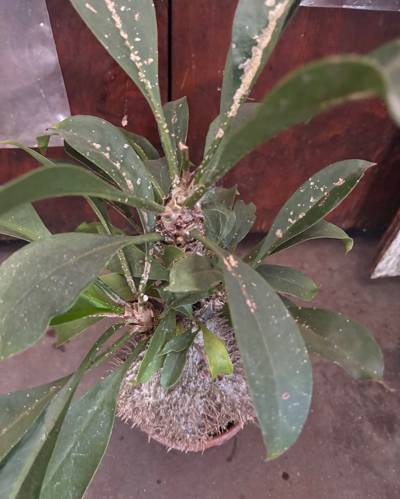 Does anyone know what is causing these tan dry hard splotches on this old Mymecodia ?