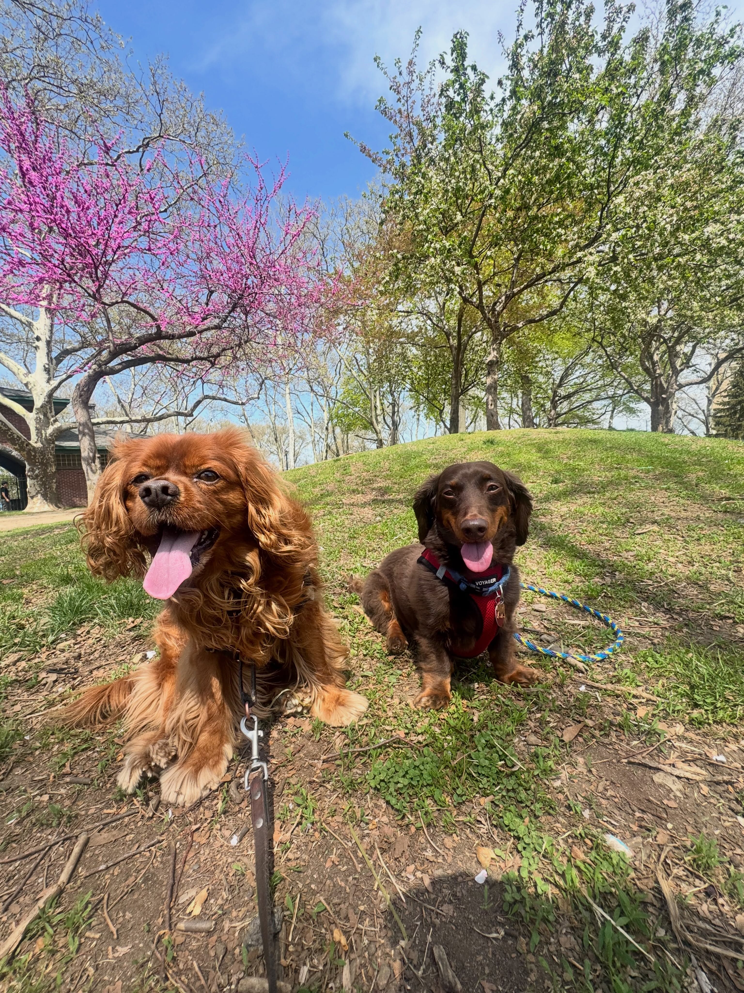 Happy besties soaking up the sun! ☀️🐾
#dogsofallboroughs #thedoxiedawgs #cavalierkingcharlsspaniel #midtowndogwalker #sunkisseddoxies
