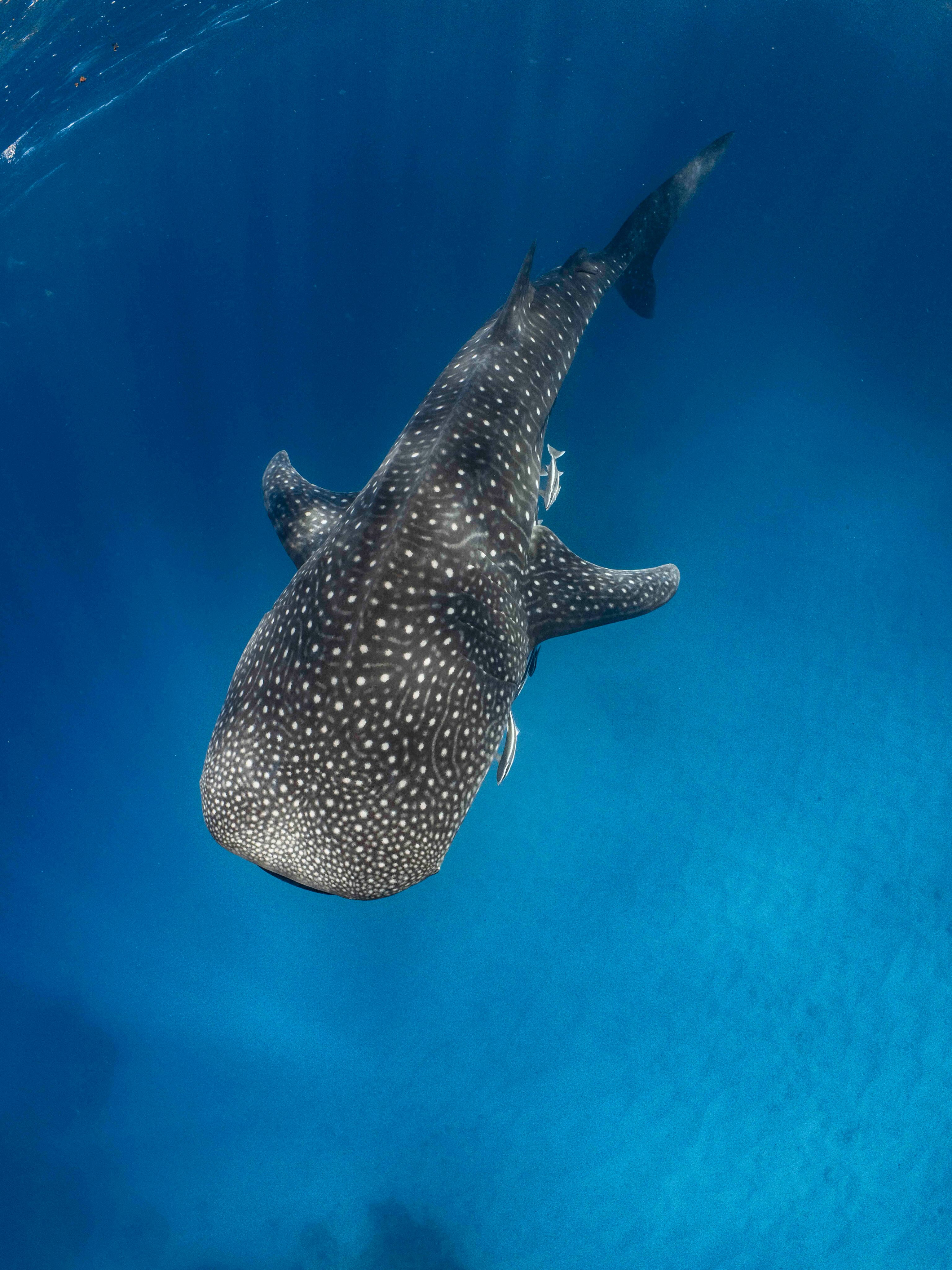 Whale Shark season isn’t over yet…
If you’ve been thinking about swimming alongside the world’s largest fish, there’s still time.
We’ve extended our Whale Shark Discovery Tour season, and we have limited seats available from 21–25 July.
With beautiful blue waters, incredible marine life, and the chance to encounter these gentle giants (plus you never know what else might make an appearance 👀), it’s an experience you’ll remember forever.
📍Exmouth, WA - Limited availability | 21–25 July
Book now and finish your July with an unforgettable Ningaloo adventure.
@ollieclarkephoto
#whalesharkseason #exmouth #swimwithwhalesharks #july #ningalooreef