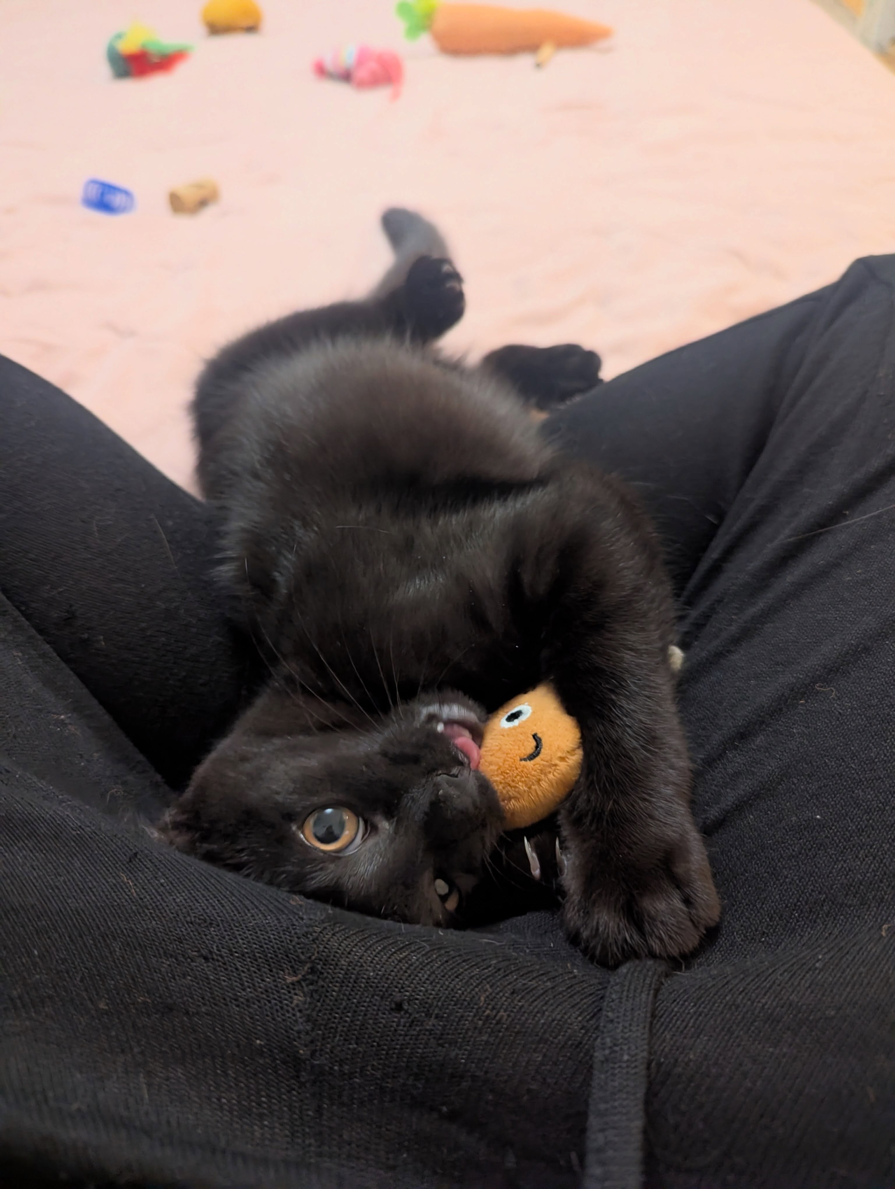 Sweet Papaya loves playing with her chicken wing toy! 🍗🐱 How cute is she!?